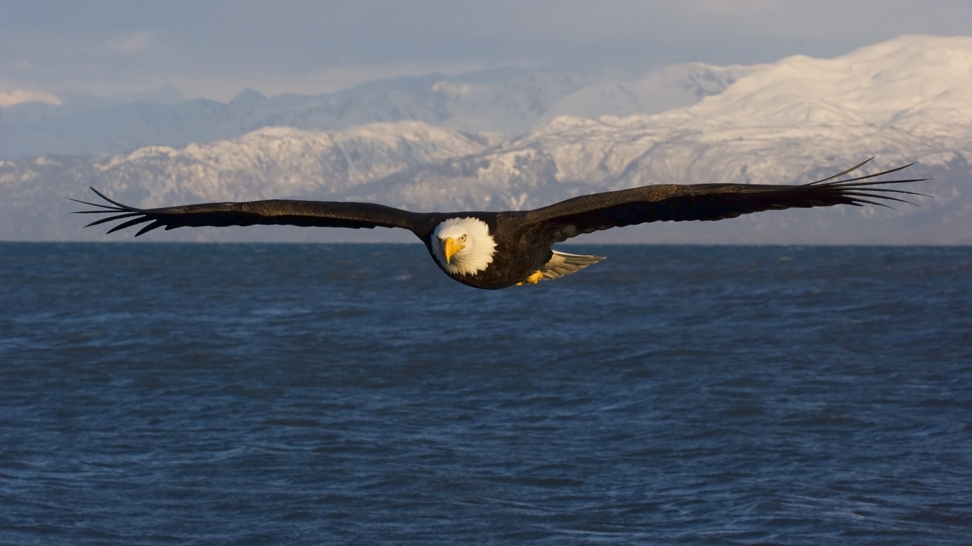 Eagle Flying Wallpapers