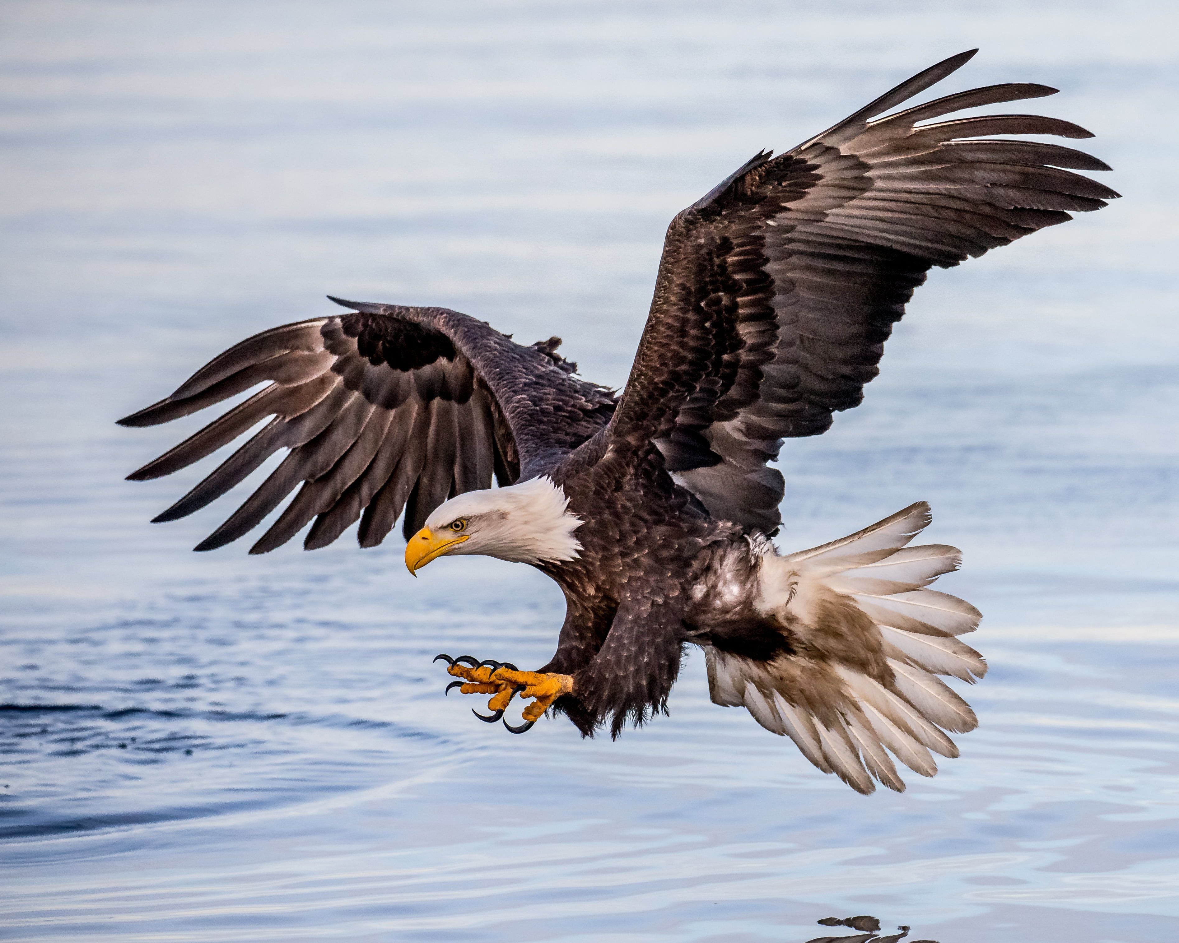 Eagle Flying Wallpapers