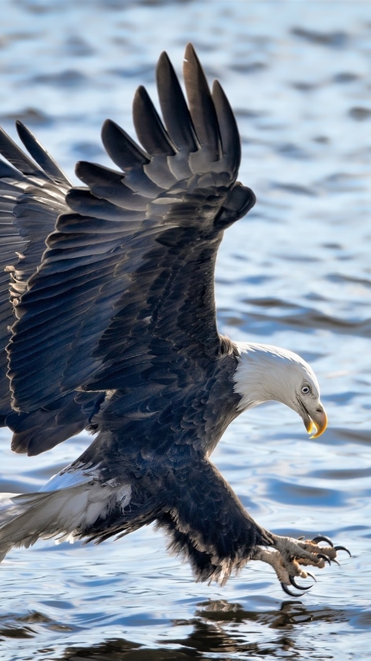 Eagle Flying Wallpapers