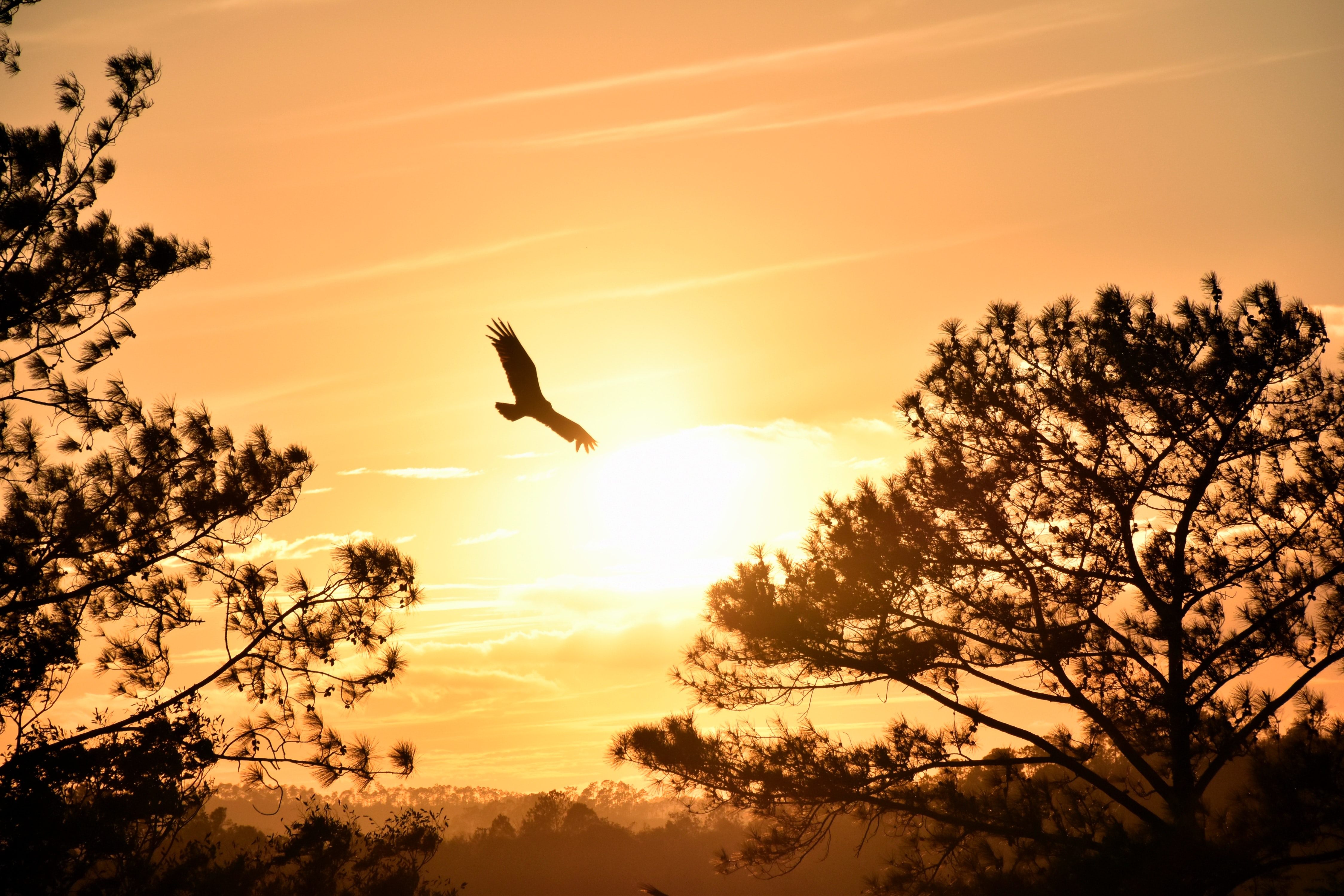 Eagle Flying Wallpapers