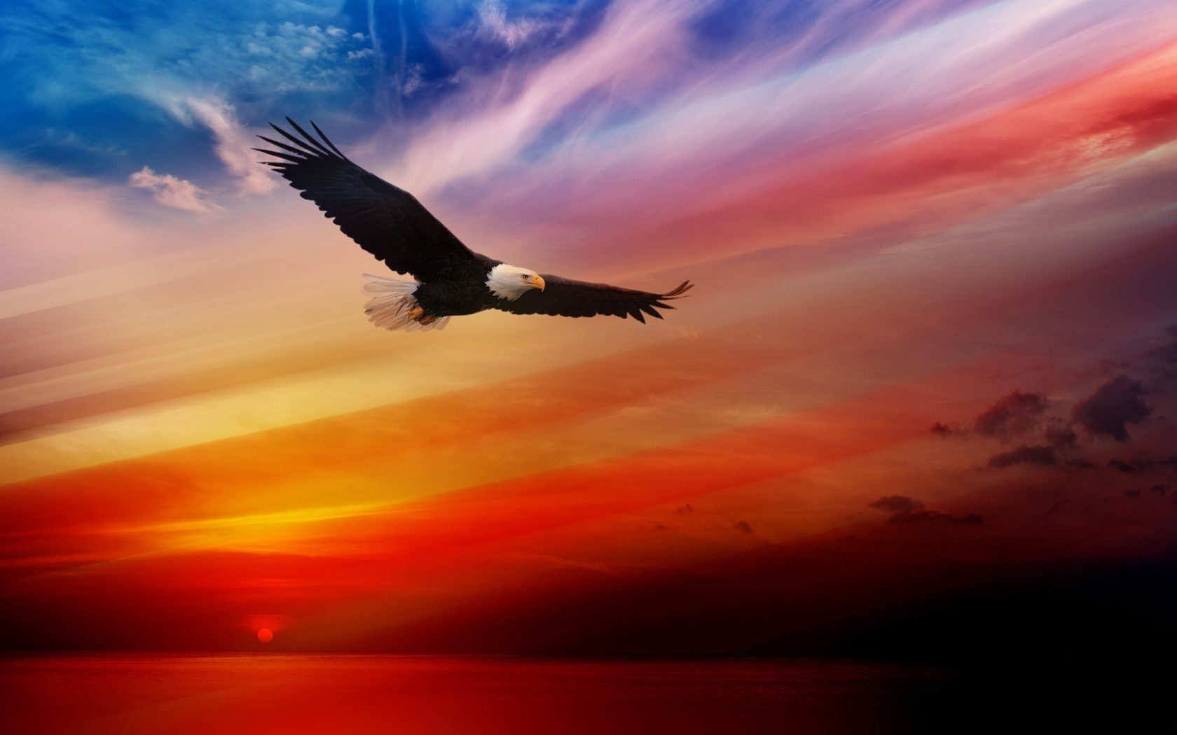 Eagle Flying Wallpapers