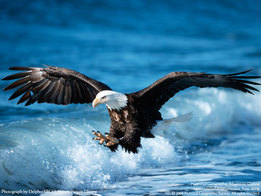 Eagle Flying Wallpapers