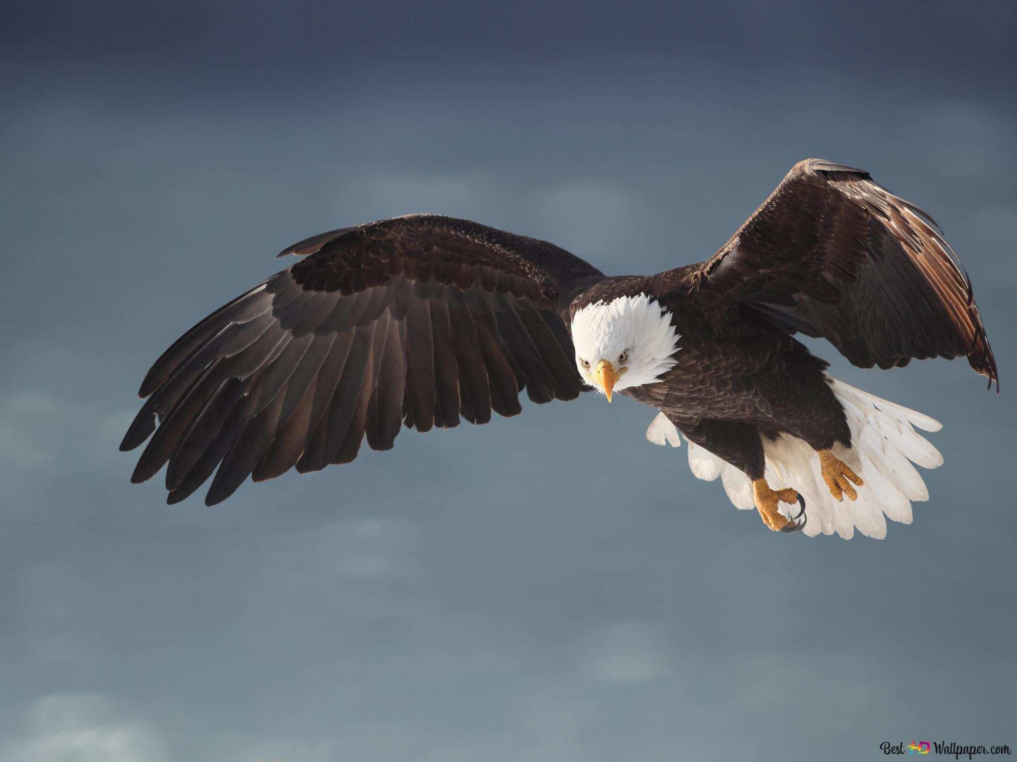 Eagle Flying Wallpapers