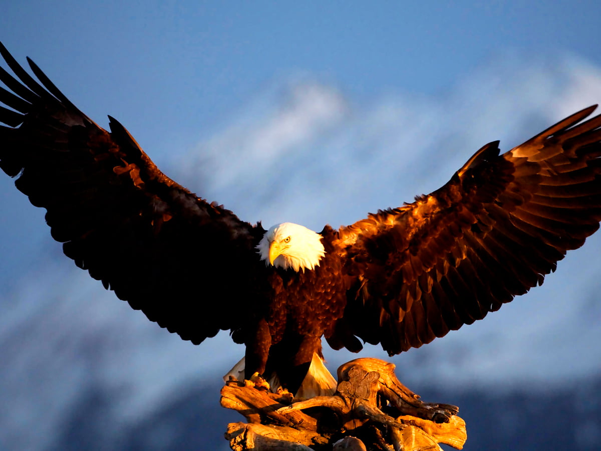 Eagle Flying Wallpapers