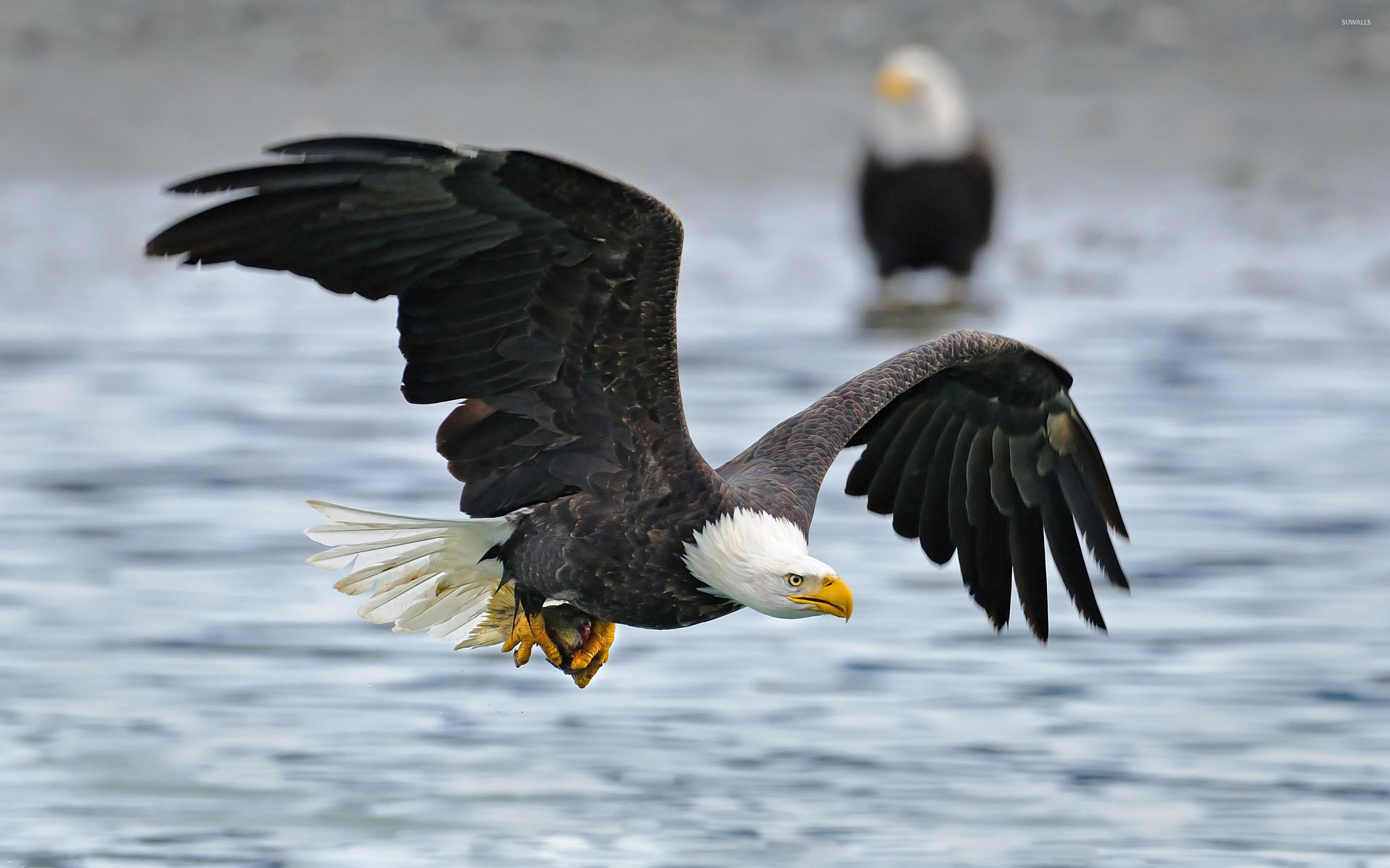 Eagle Flying Wallpapers