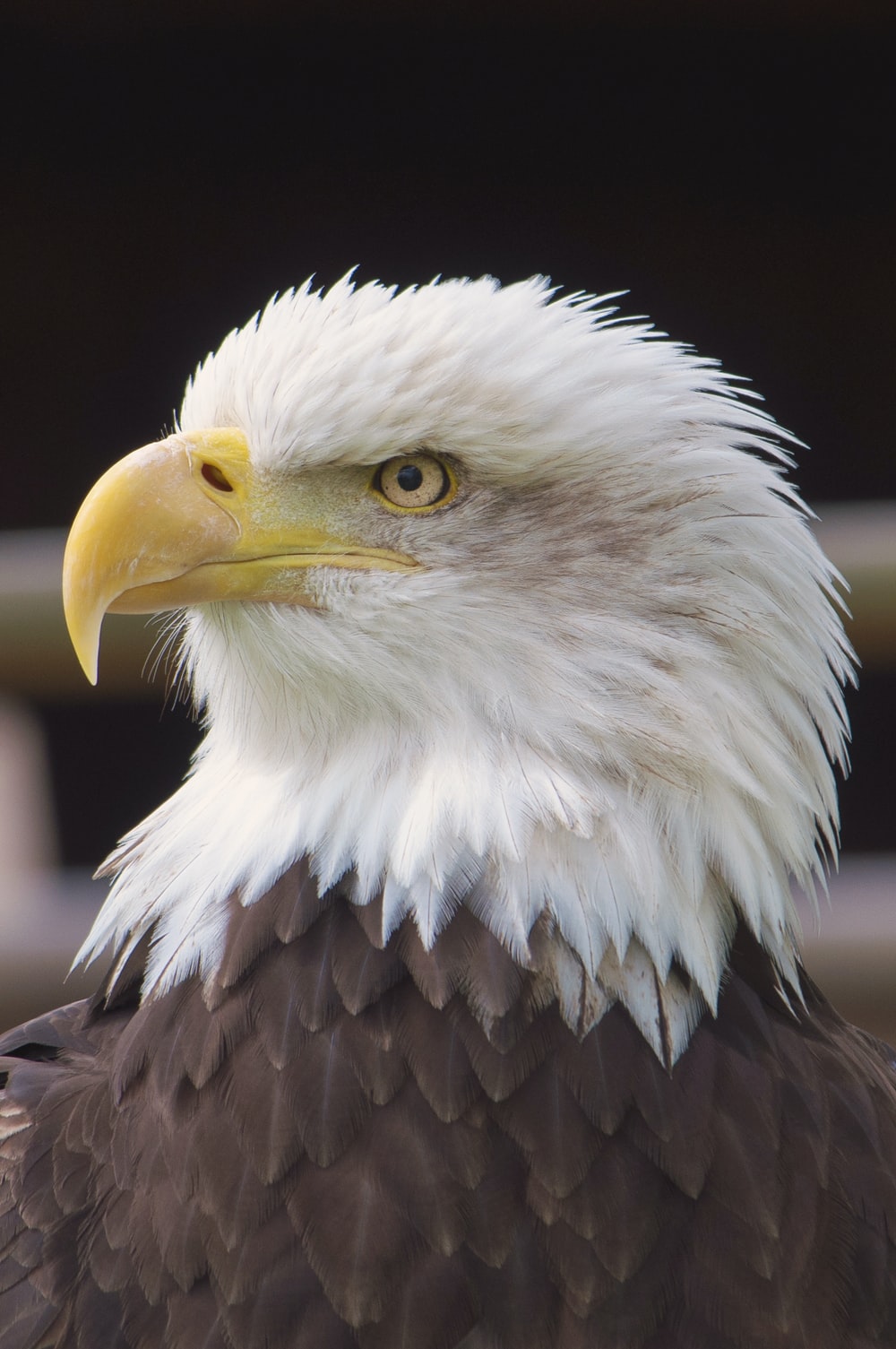 Eagle Hd Wallpapers