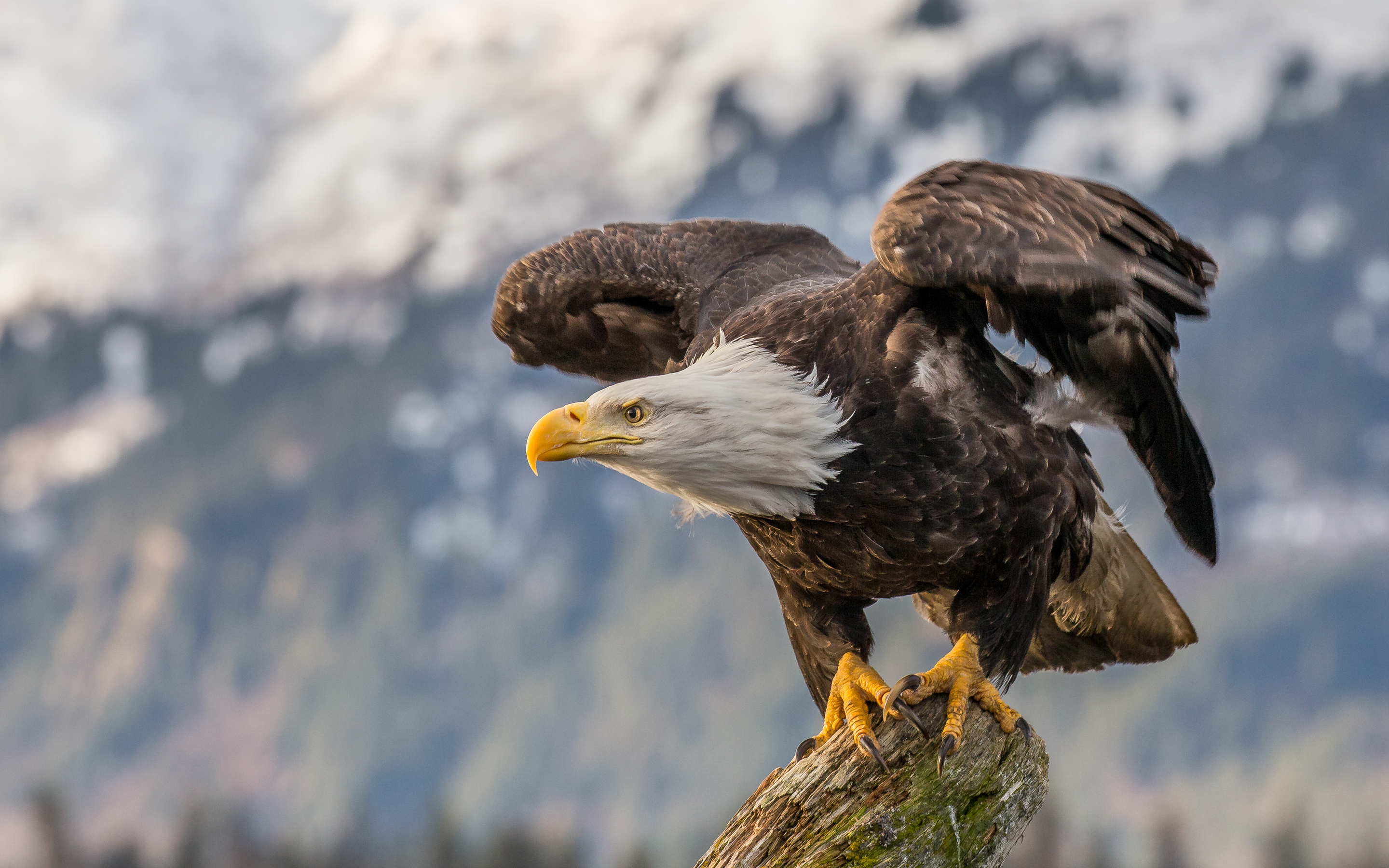 Eagle Hd Wallpapers