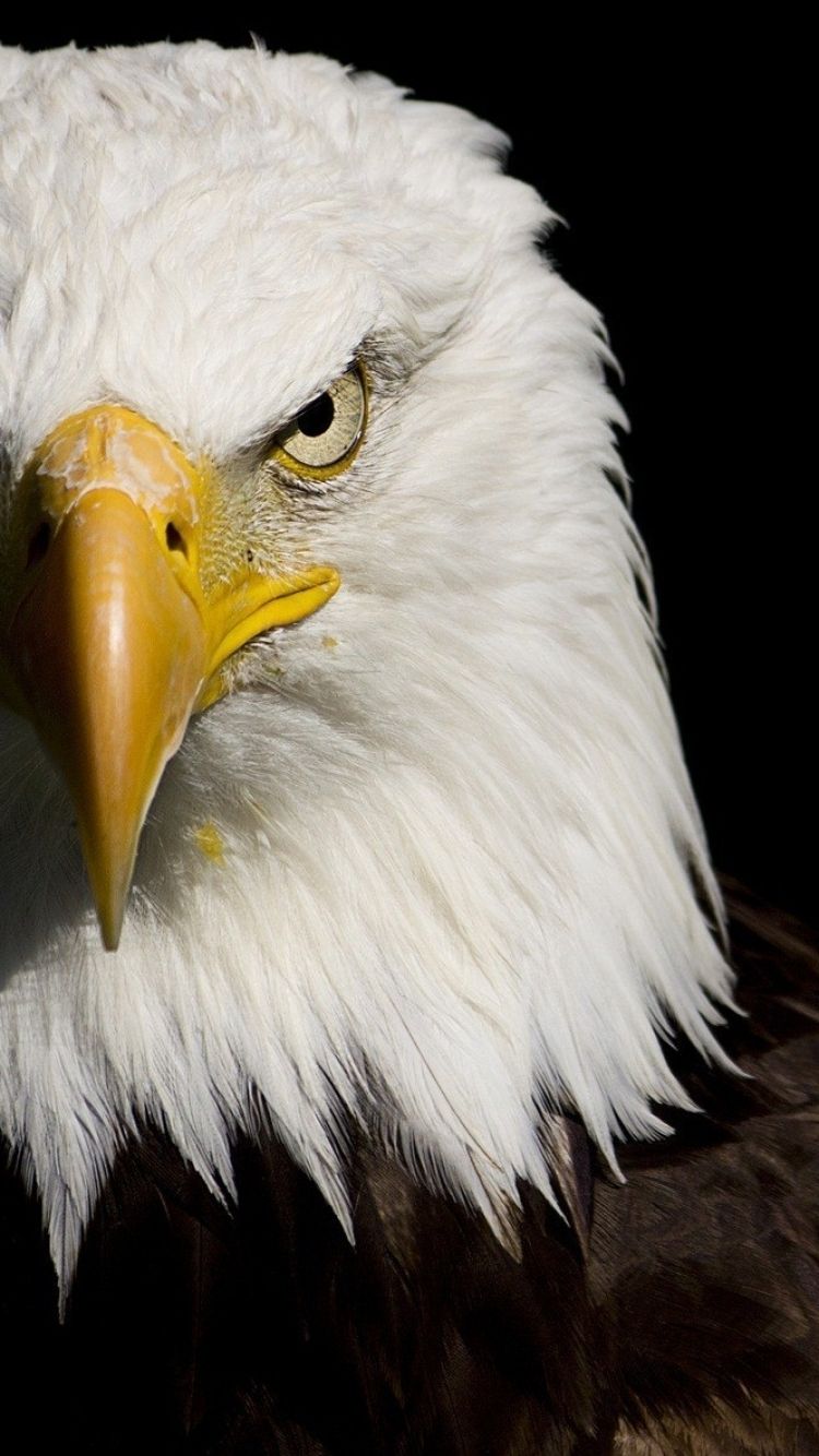 Eagle Hd Wallpapers