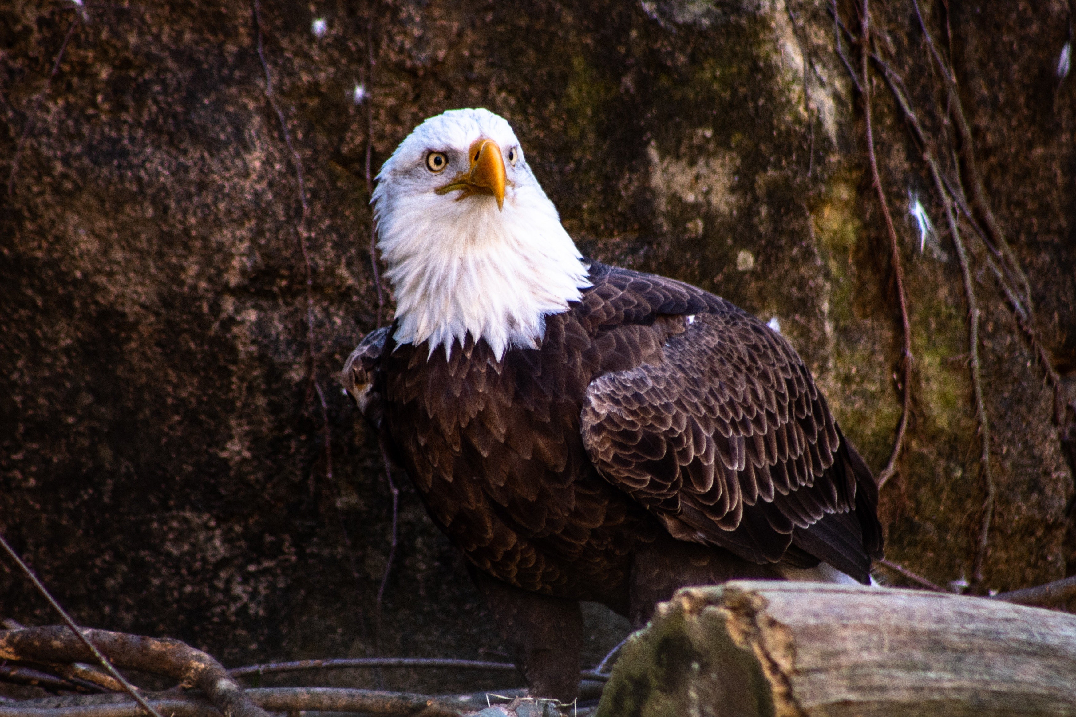 Eagle Hd Wallpapers