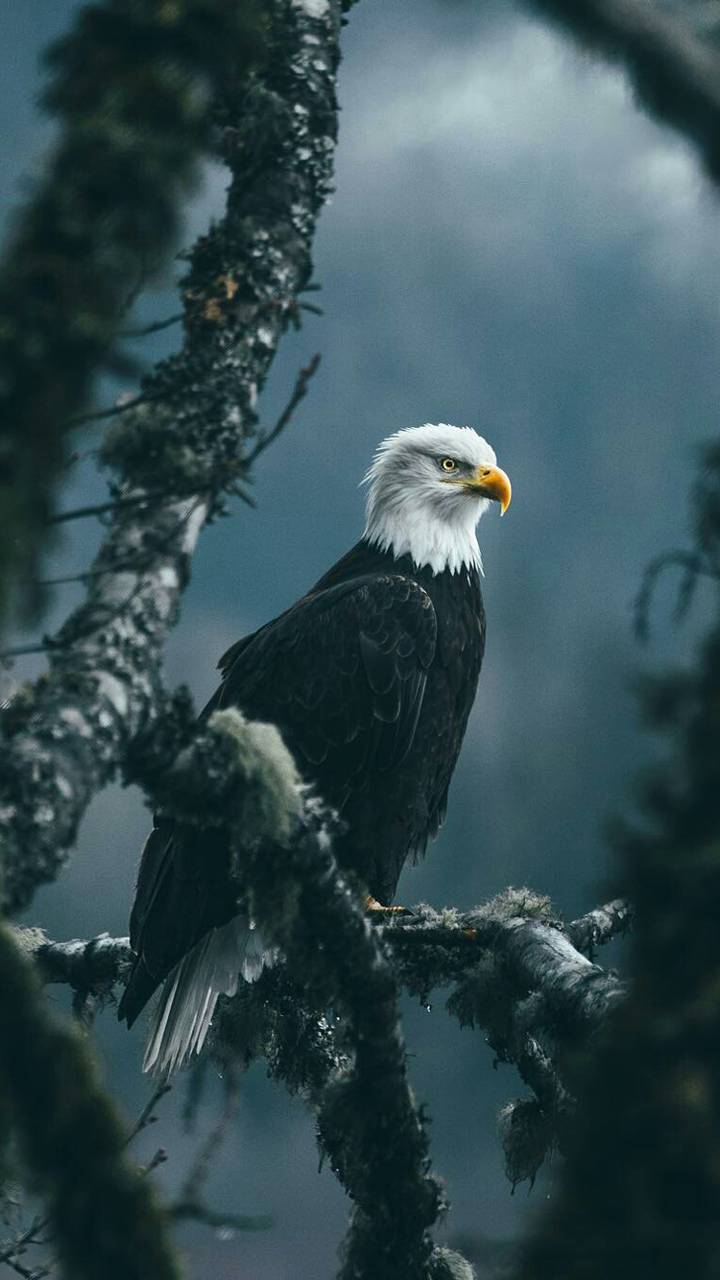 Eagle Hd Wallpapers