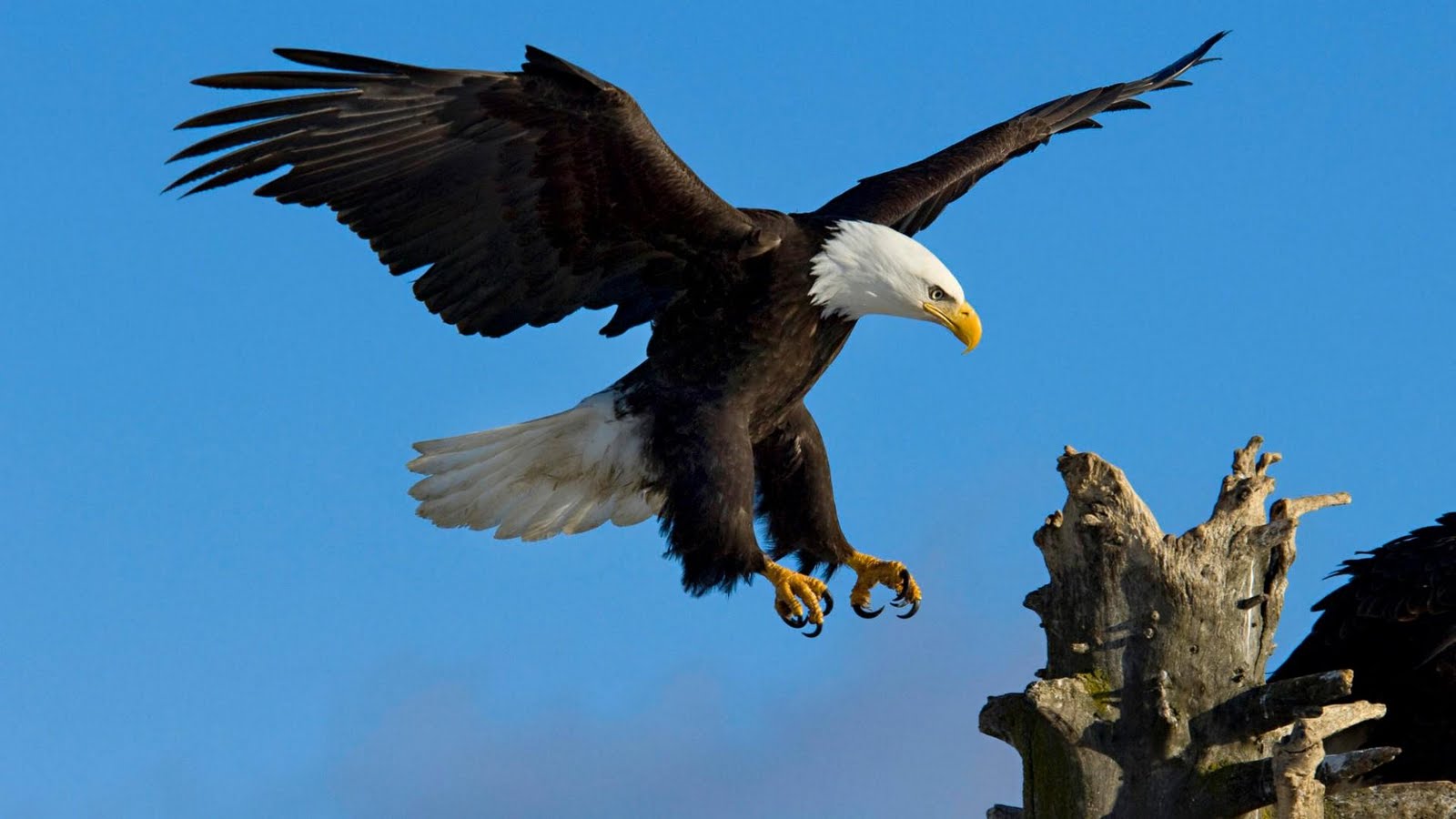 Eagle Hd Wallpapers