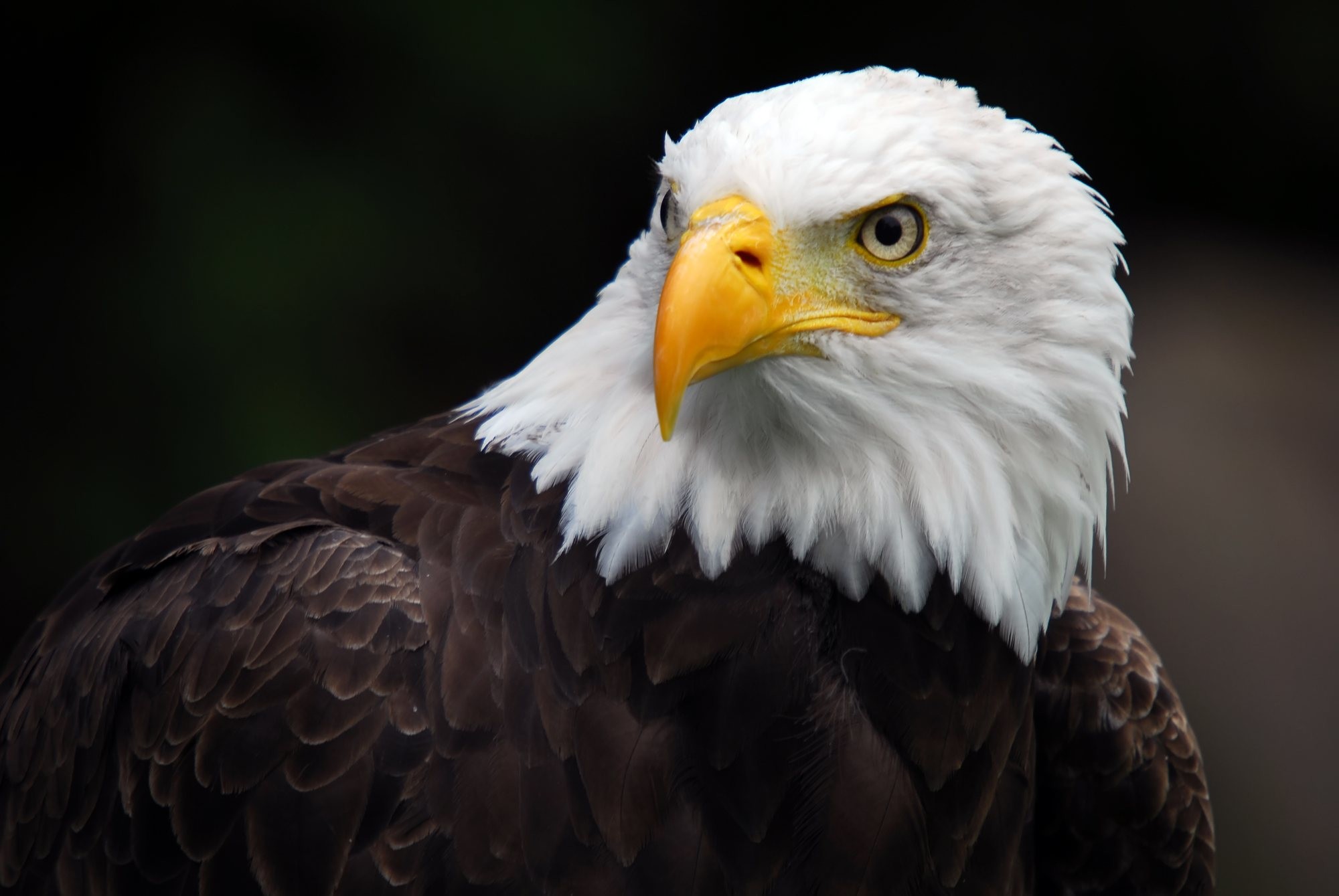 Eagle Usa Wallpapers