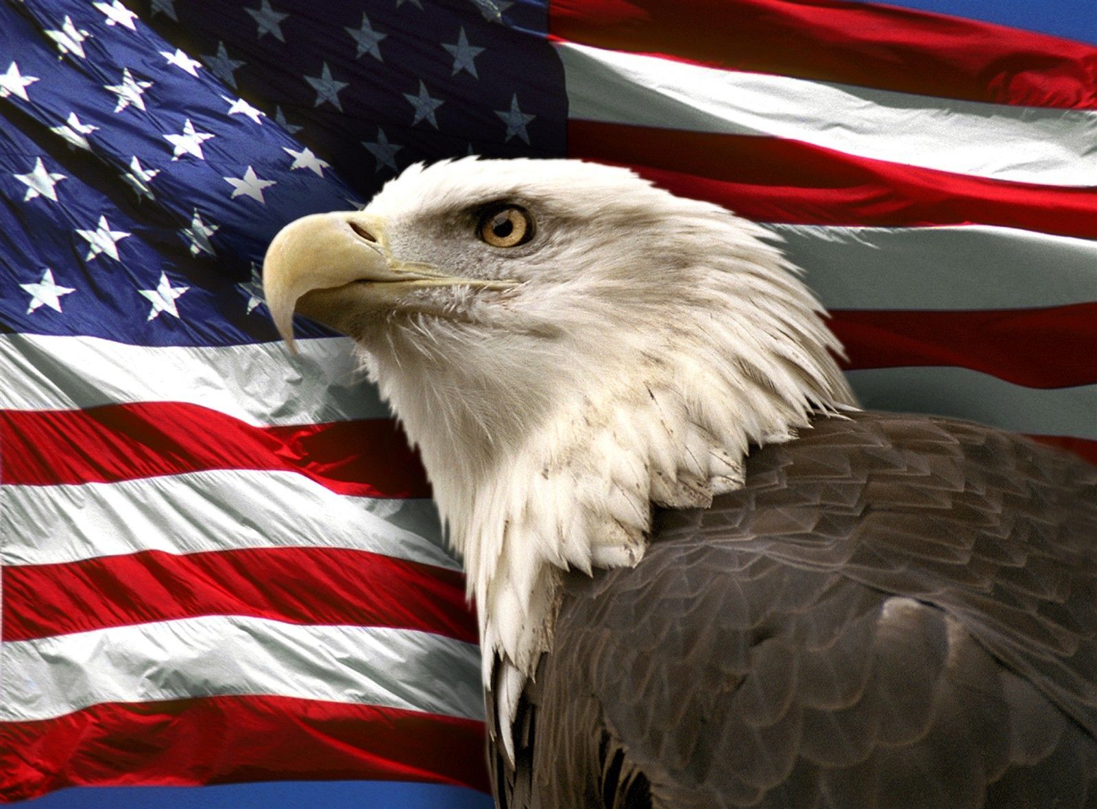 Eagle Usa Wallpapers