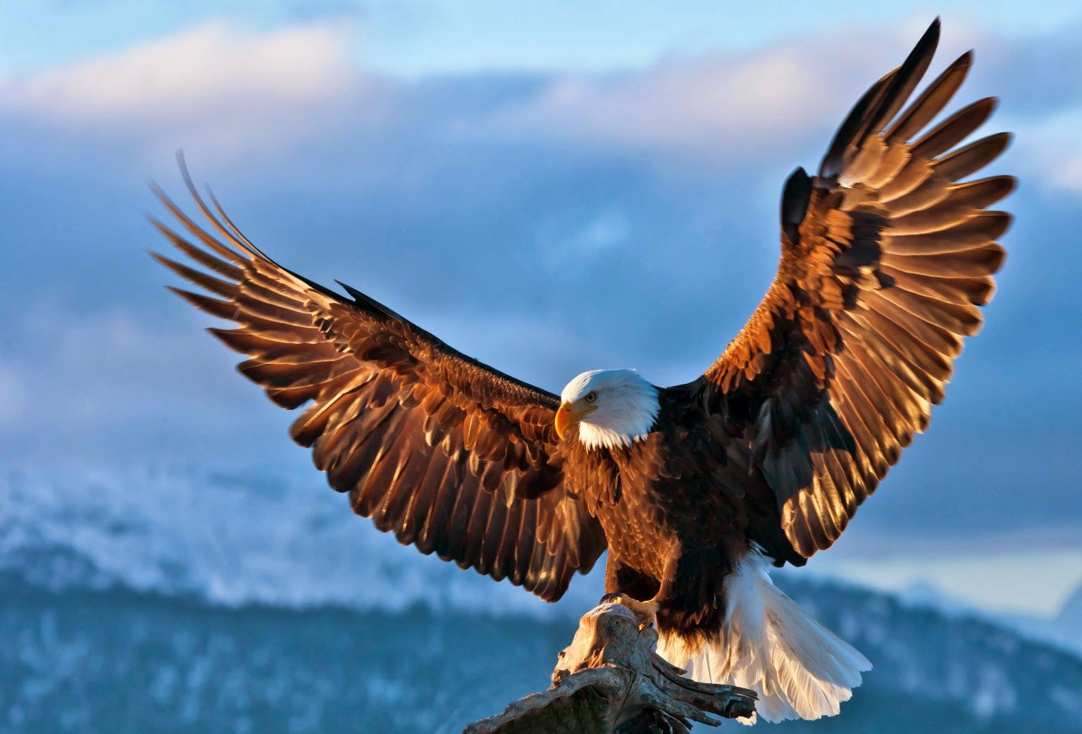 Eagle Wallpapers