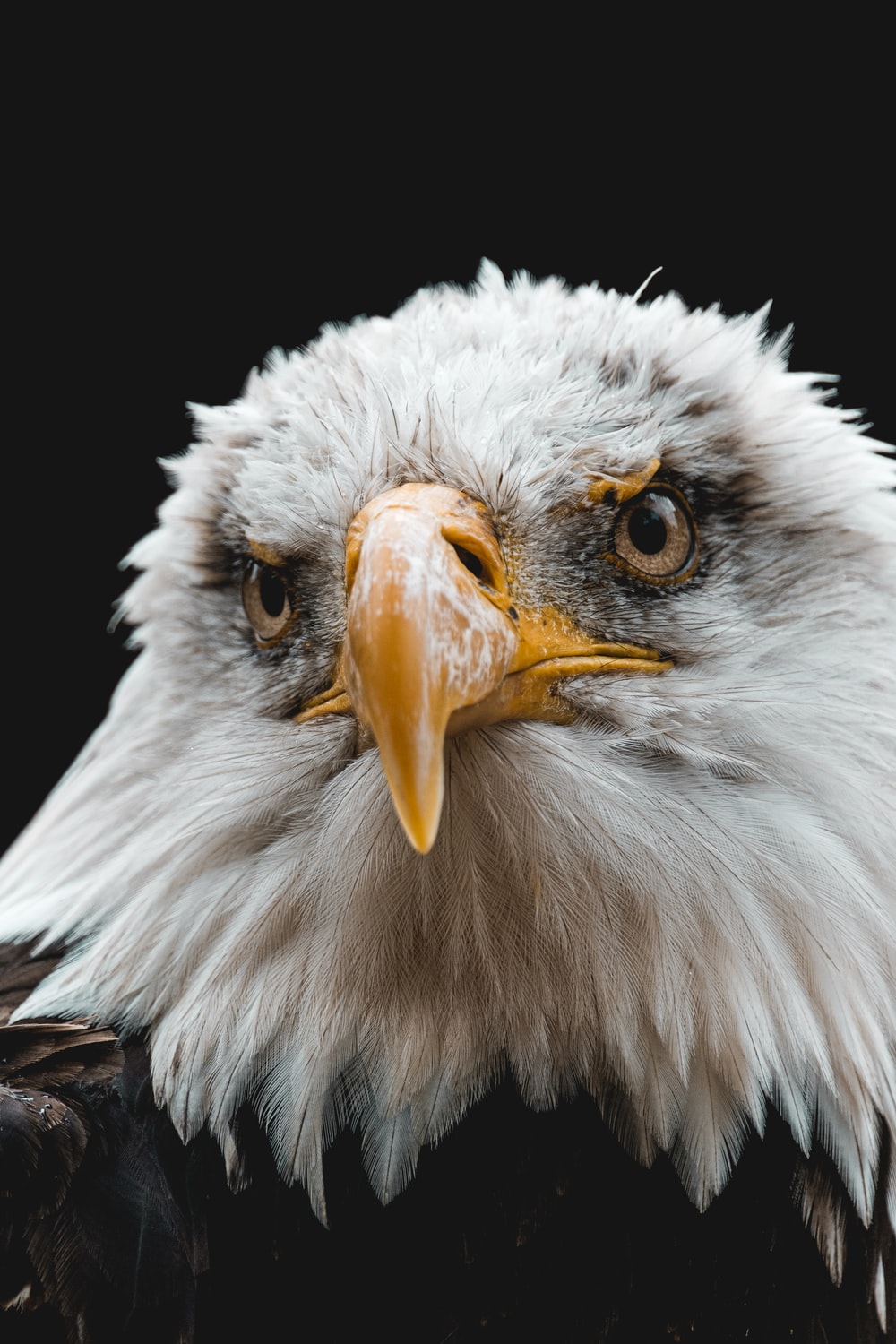 Eagle Wallpapers