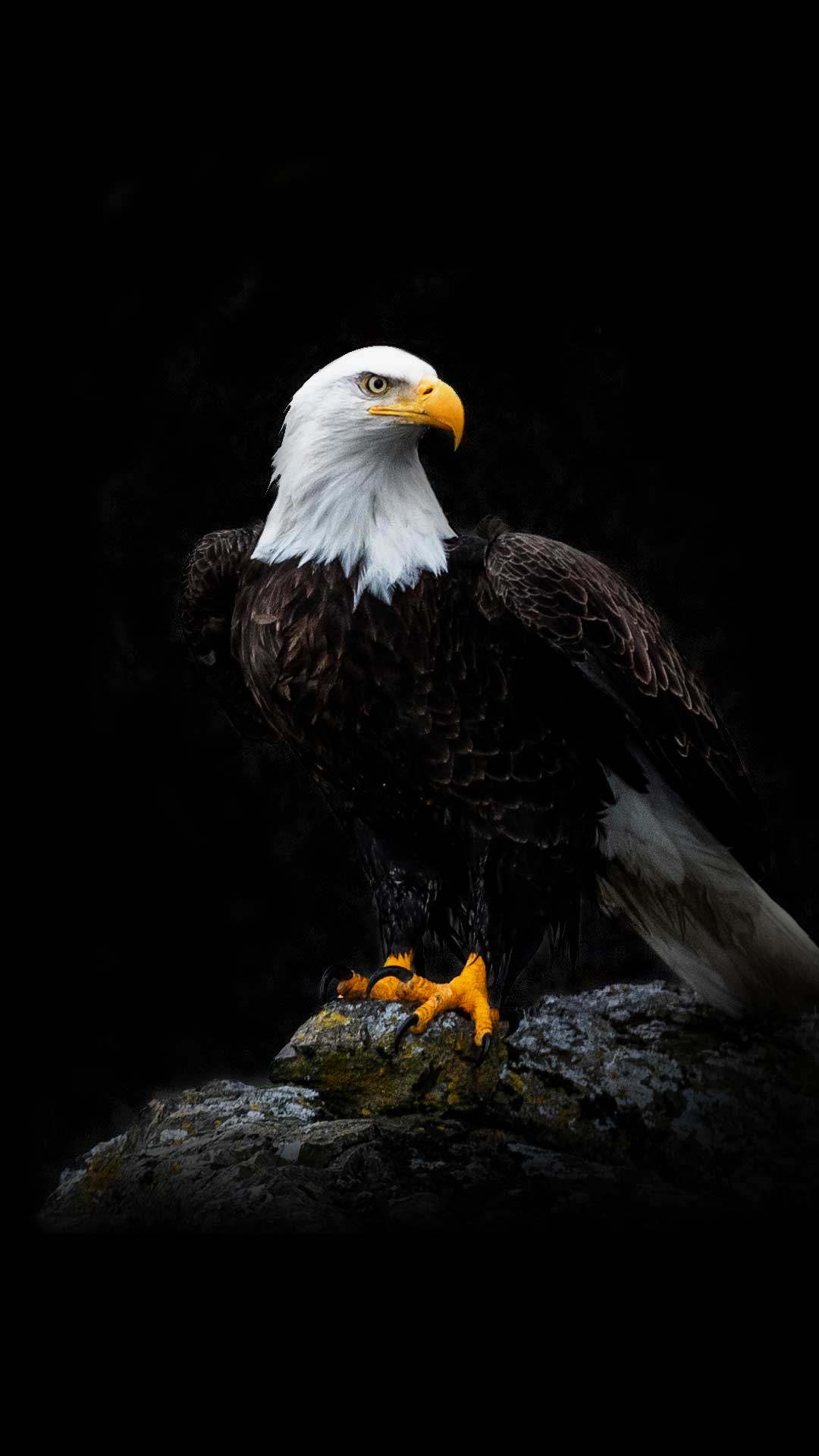 Eagle Wallpapers