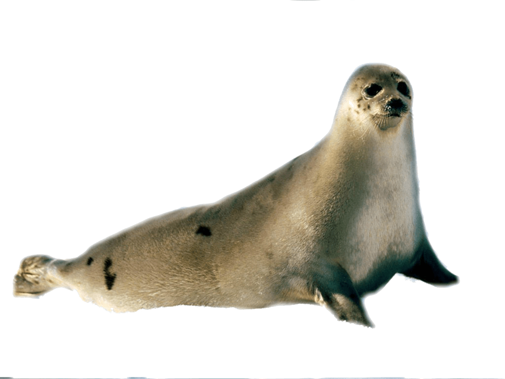 Eared Seals Wallpapers