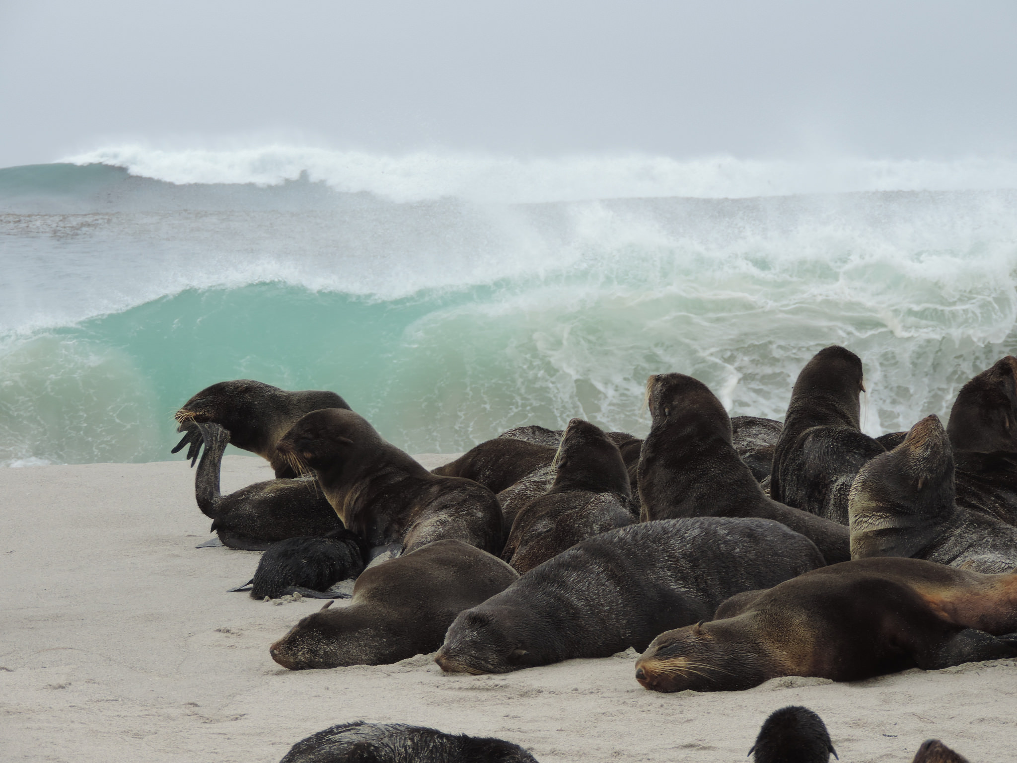 Eared Seals Wallpapers