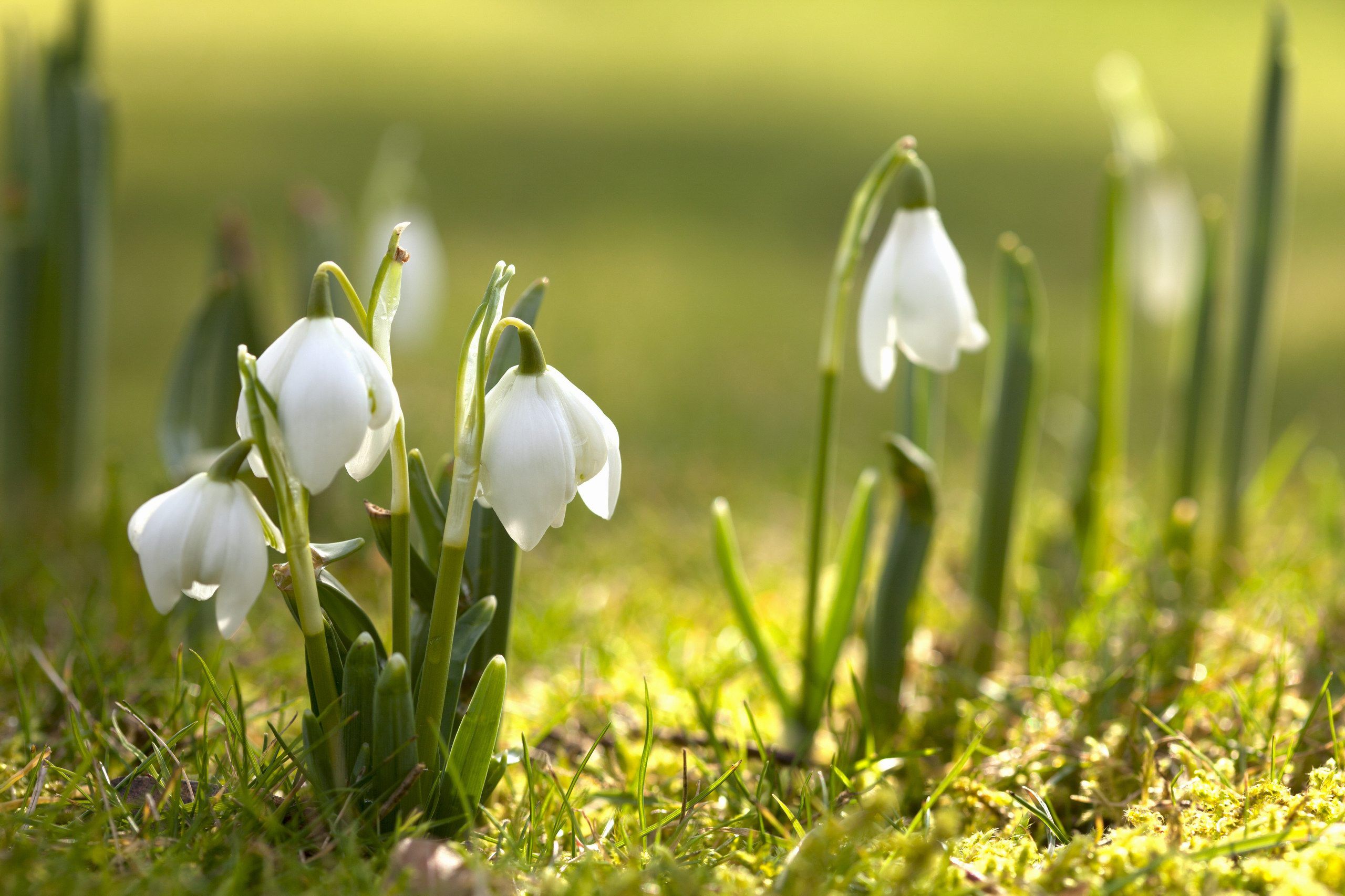 Early Spring Hd Wallpapers