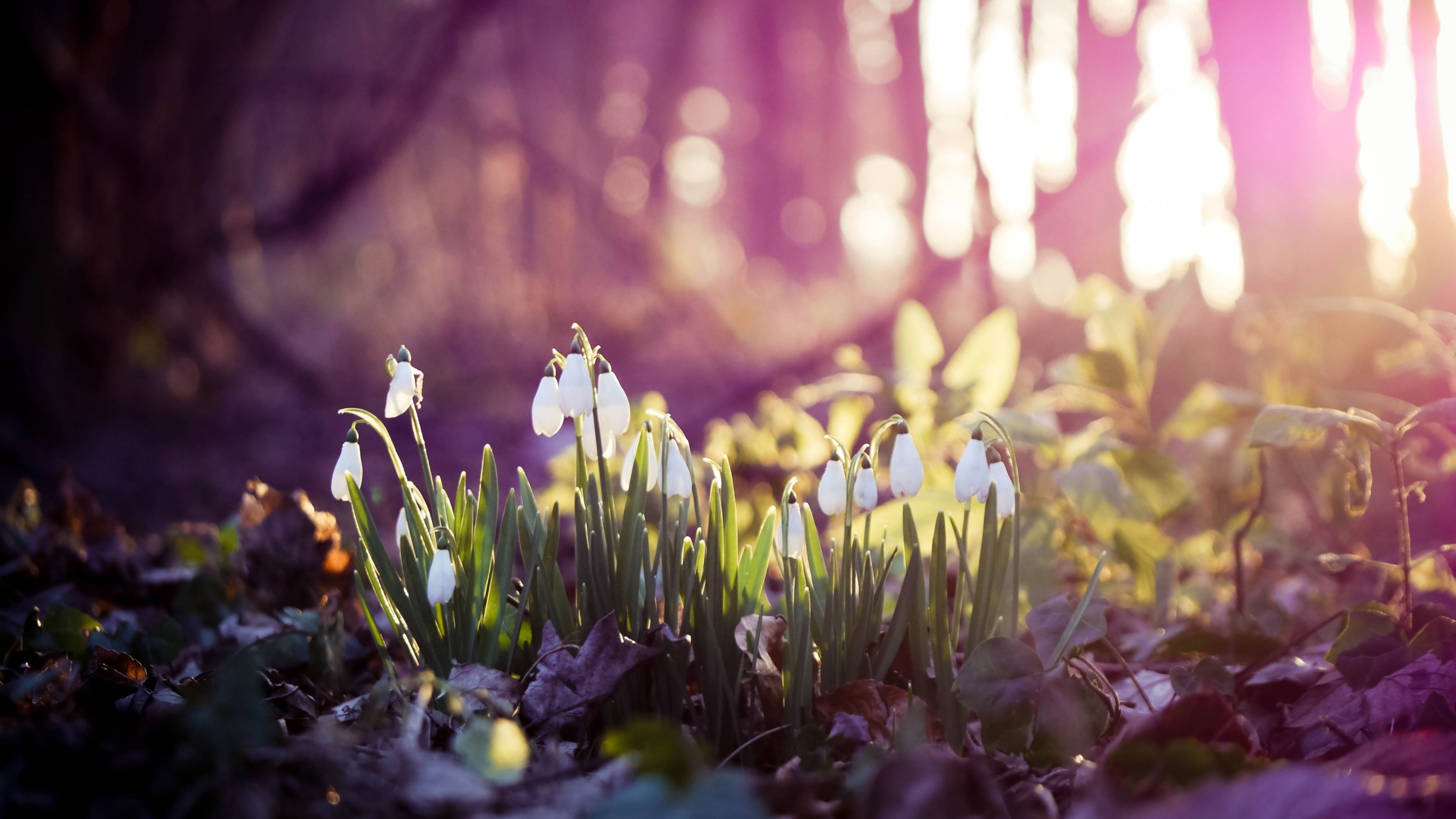 Early Spring Hd Wallpapers