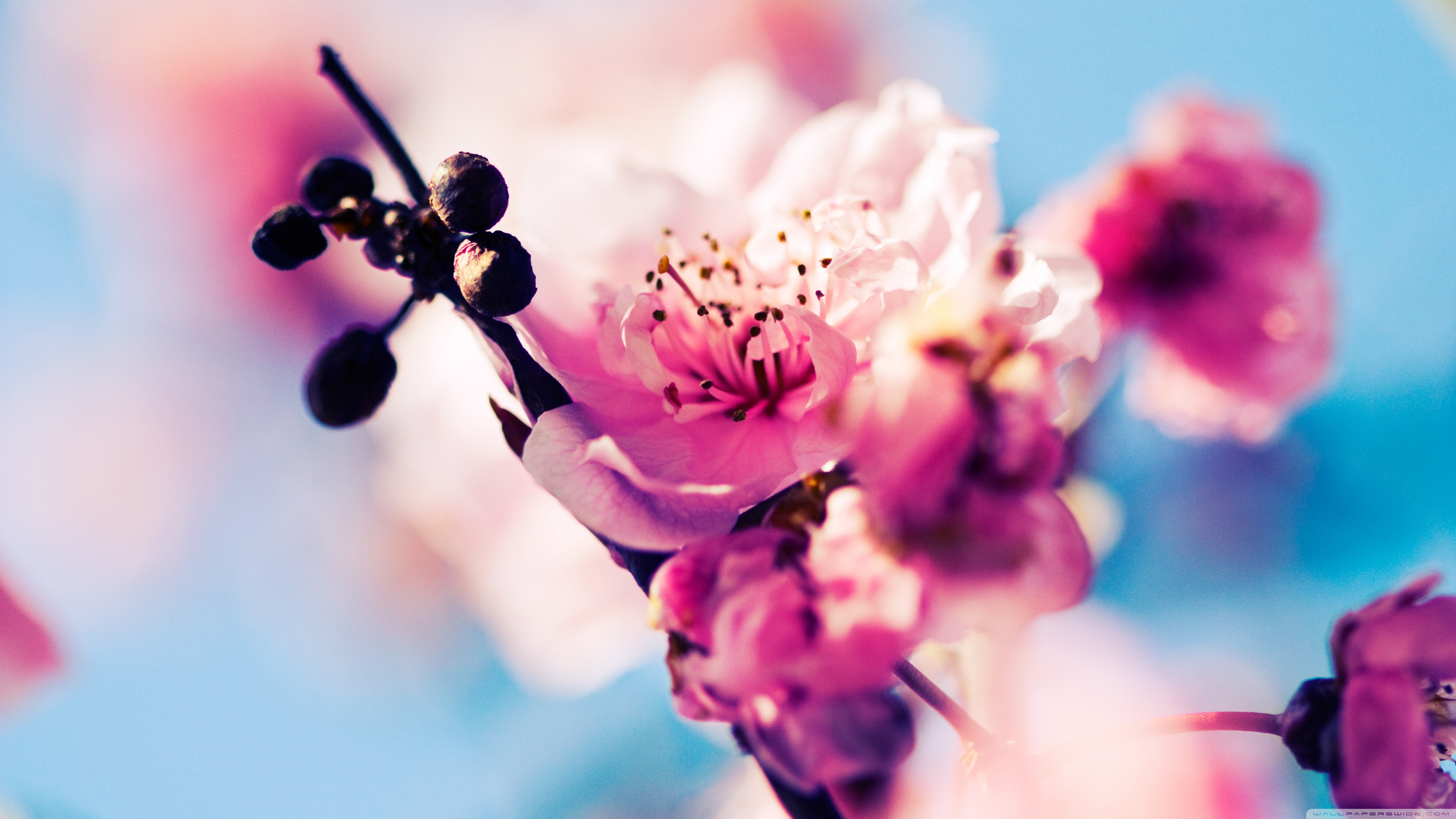 Early Spring Hd Wallpapers