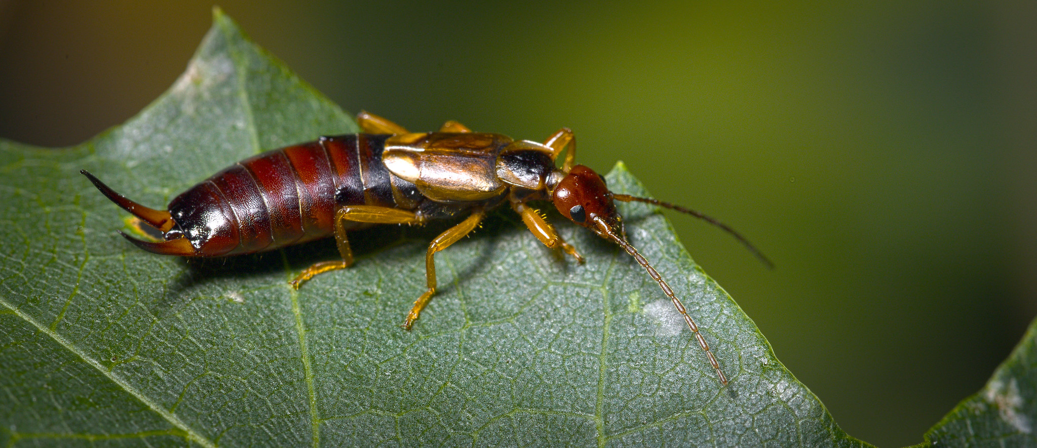 Earwig Wallpapers