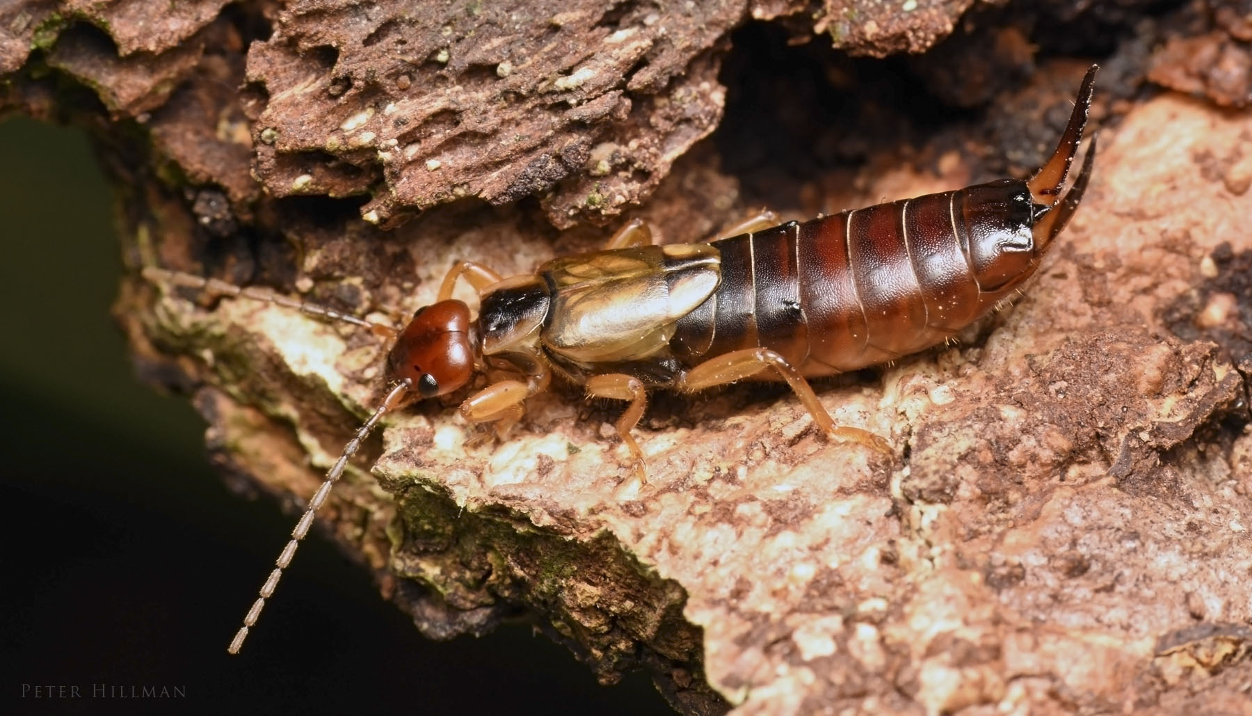 Earwig Wallpapers