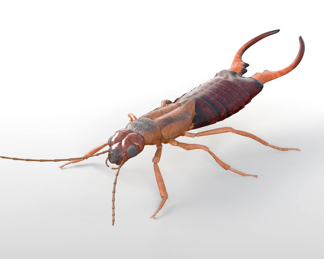 Earwig Wallpapers