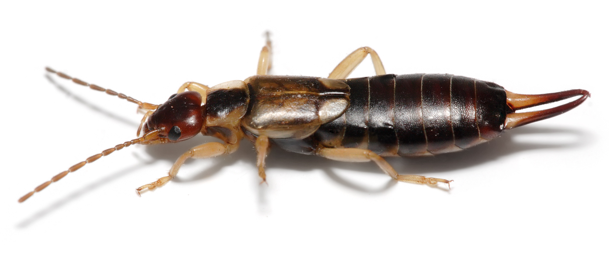 Earwig Wallpapers