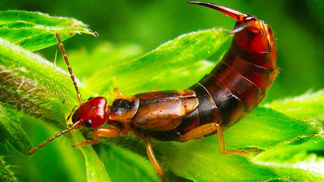 Earwig Wallpapers