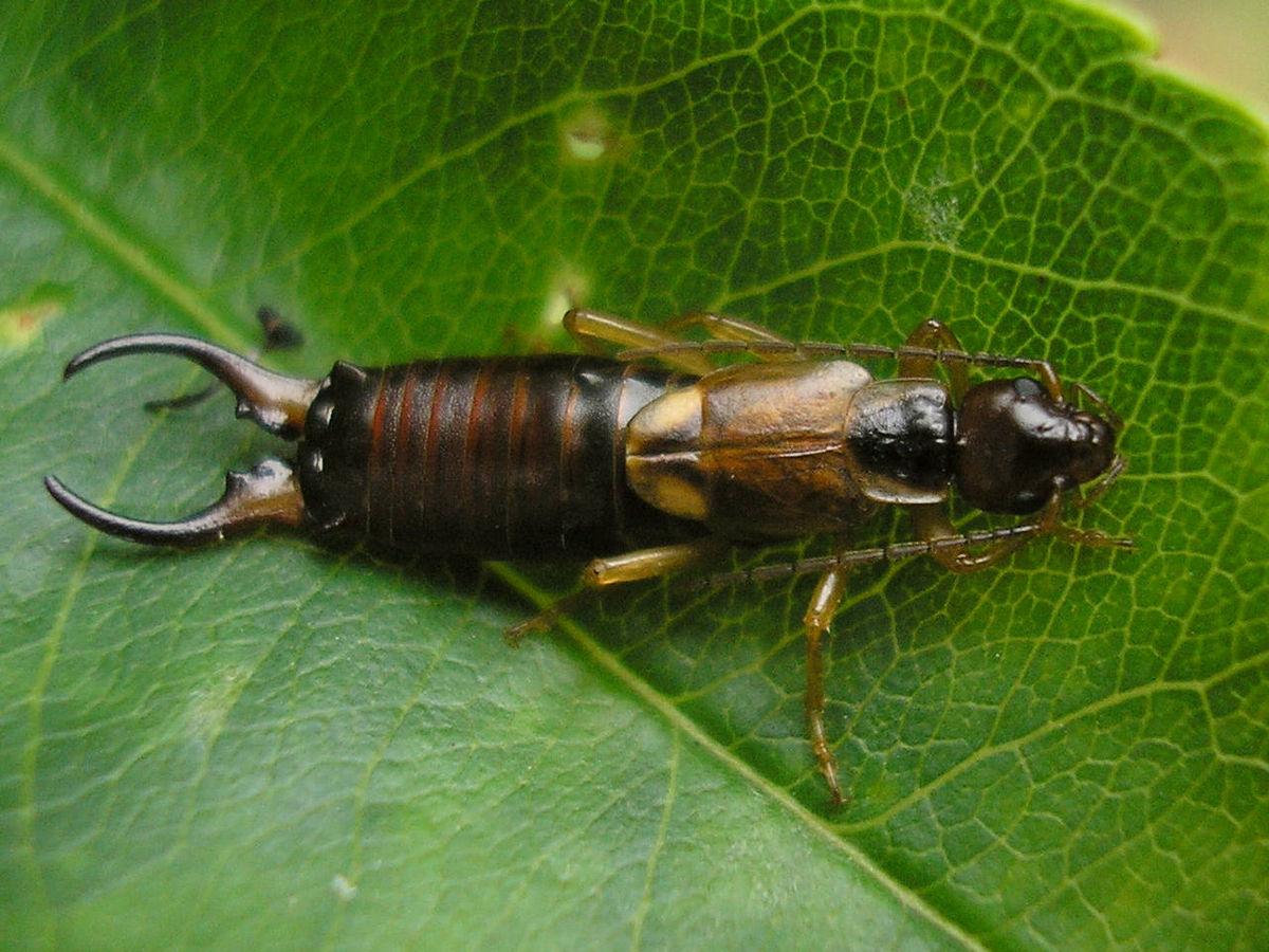 Earwig Wallpapers