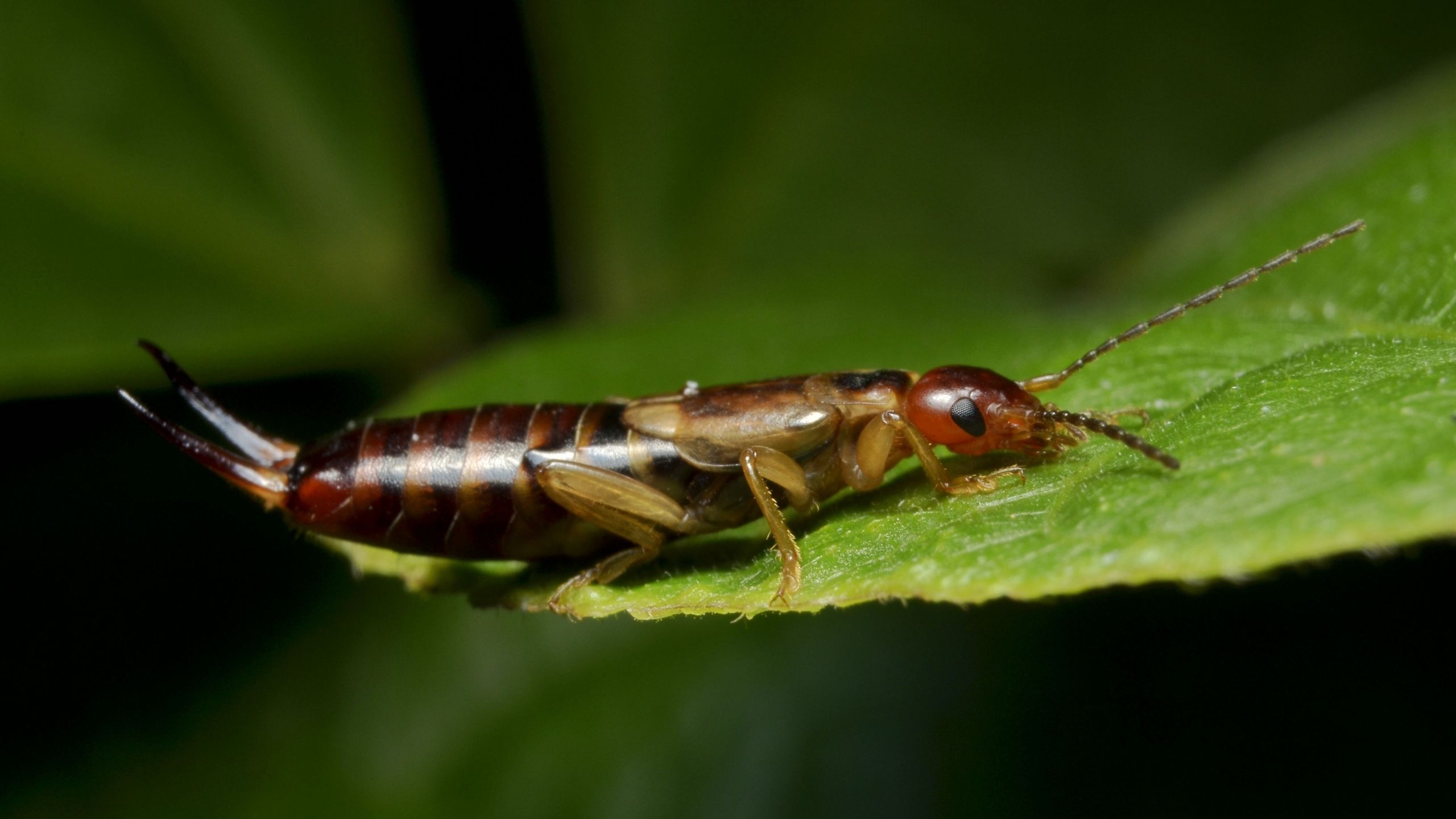 Earwig Wallpapers