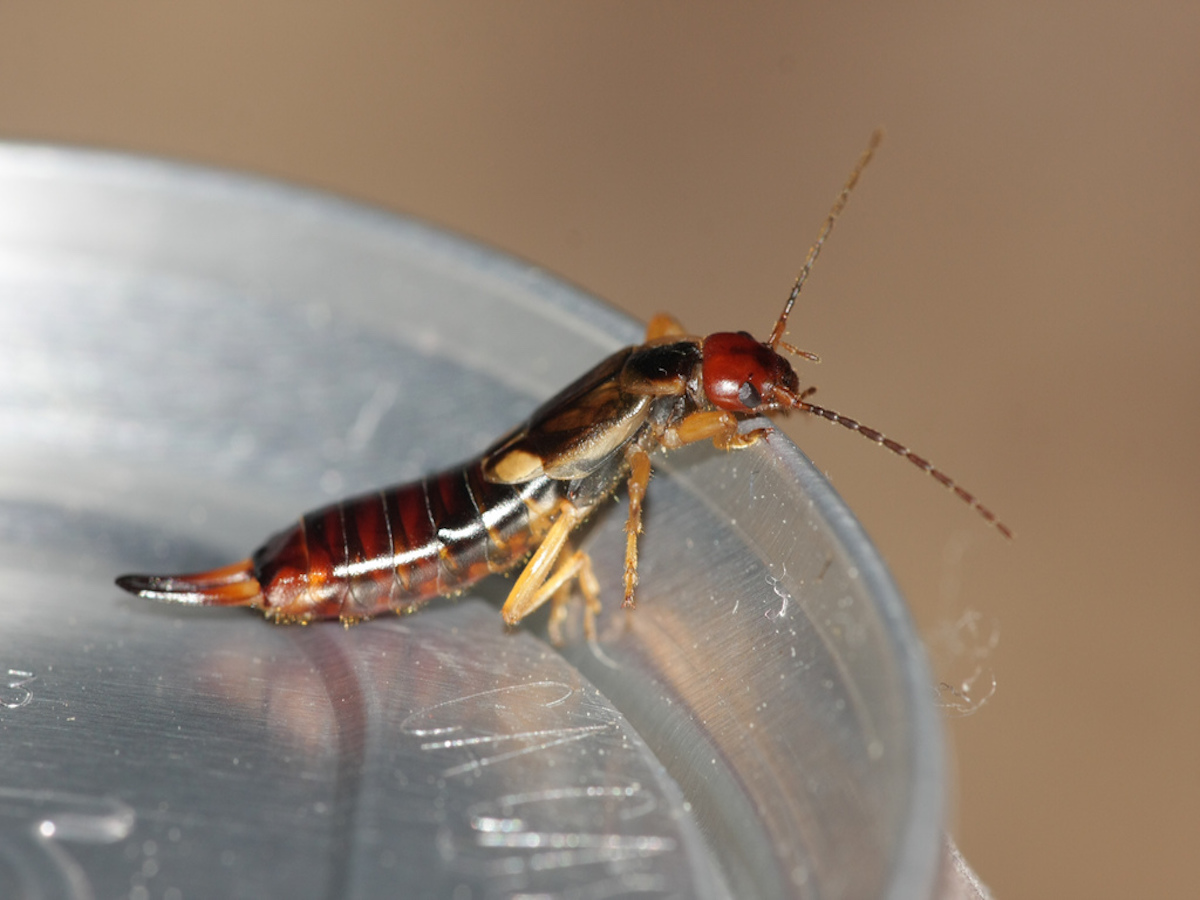 Earwig Wallpapers