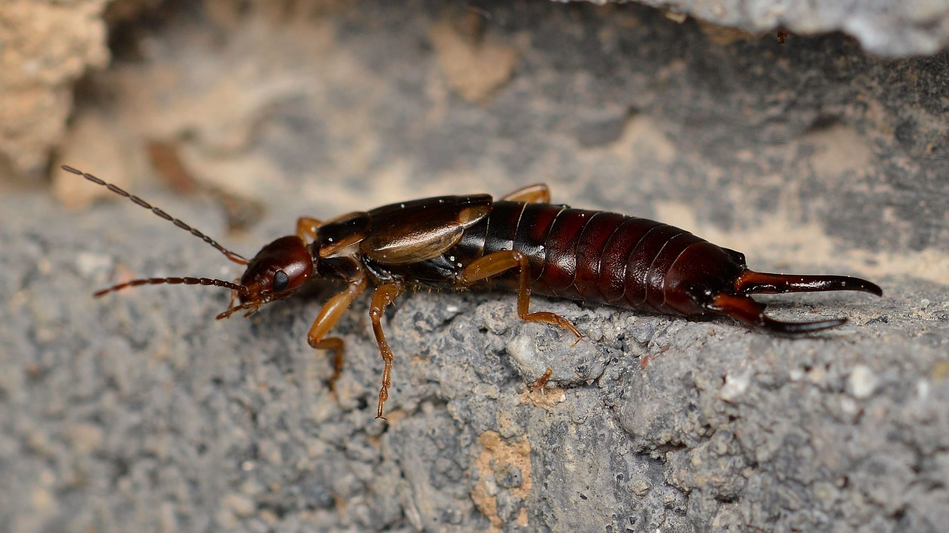 Earwig Wallpapers