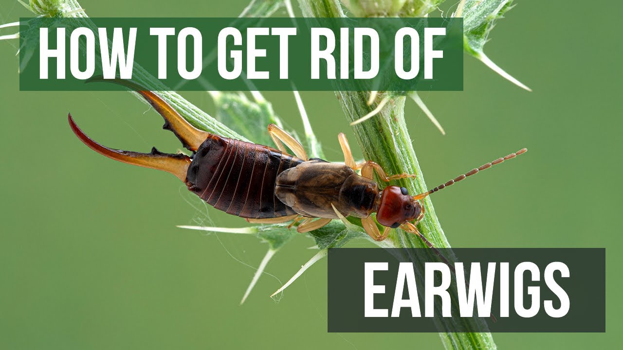 Earwig Wallpapers