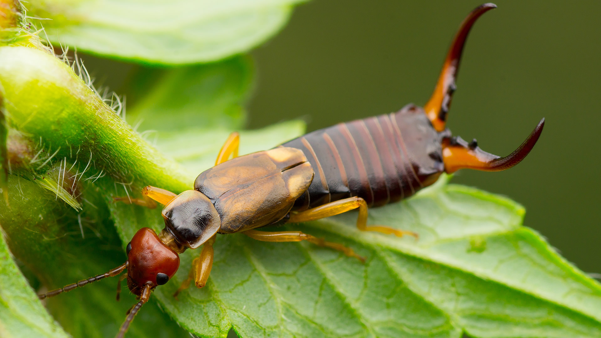 Earwig Wallpapers