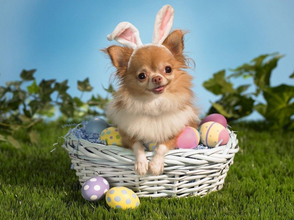 Easter Animal Images Wallpapers