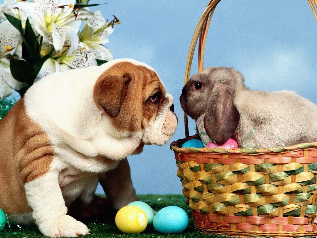 Easter Animal Images Wallpapers