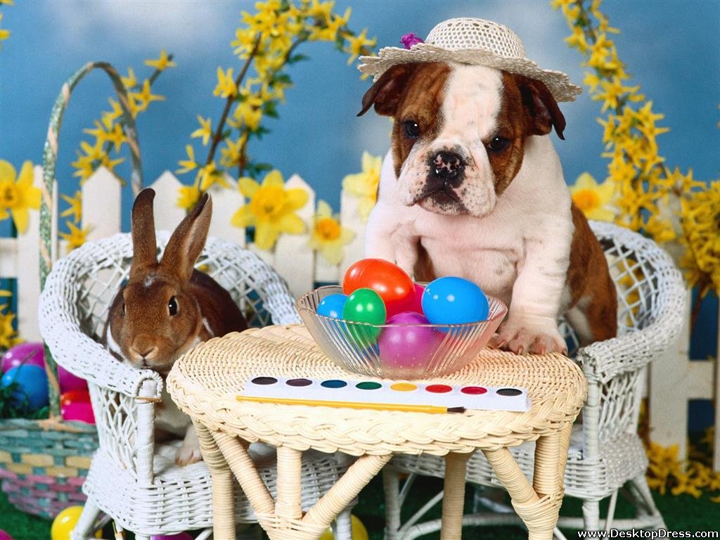 Easter Animal Images Wallpapers