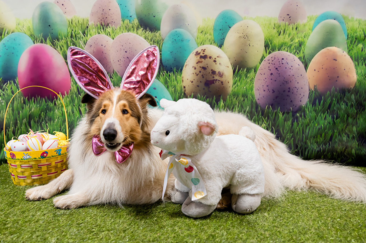 Easter Animal Images Wallpapers