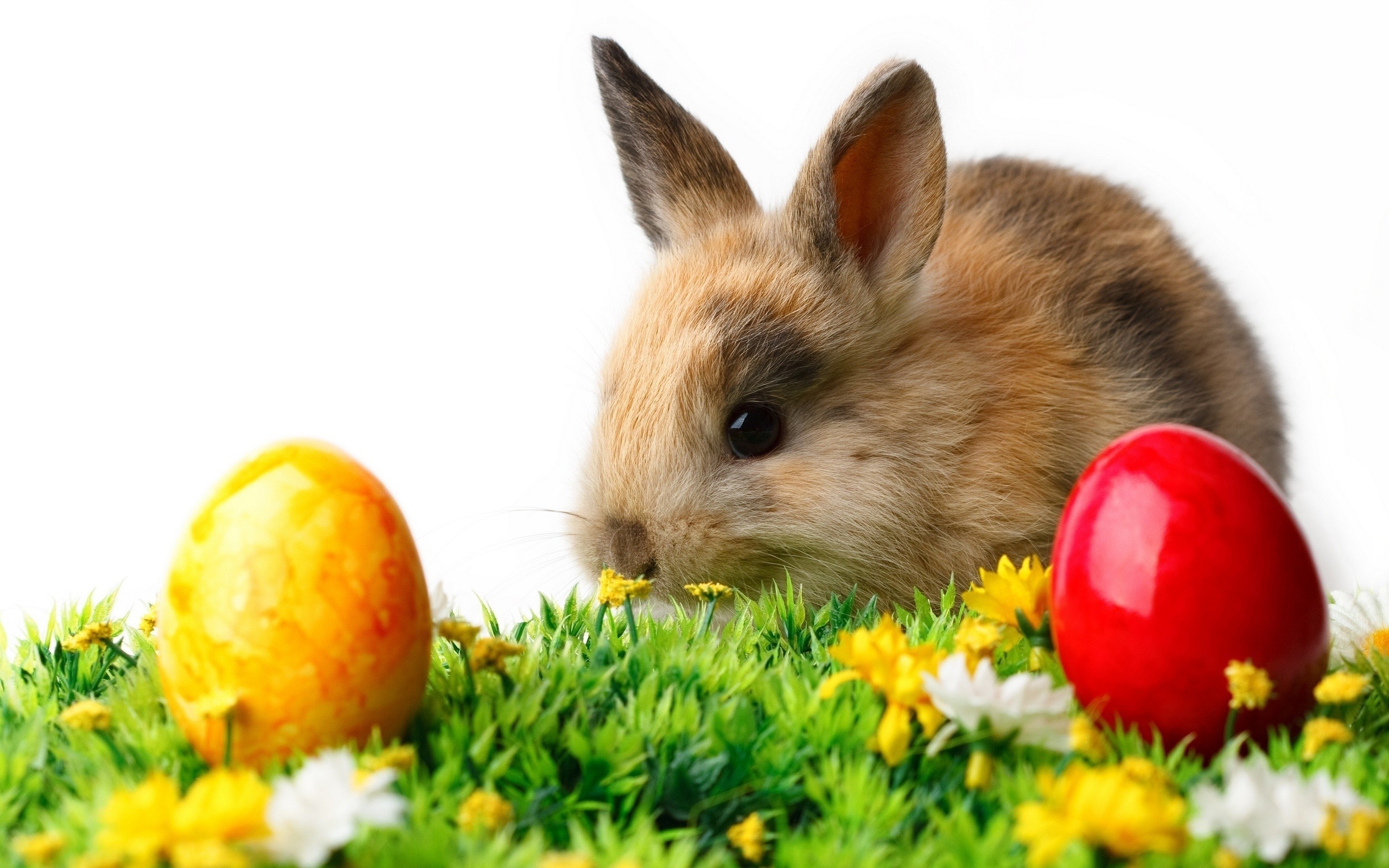 Easter Animal Images Wallpapers