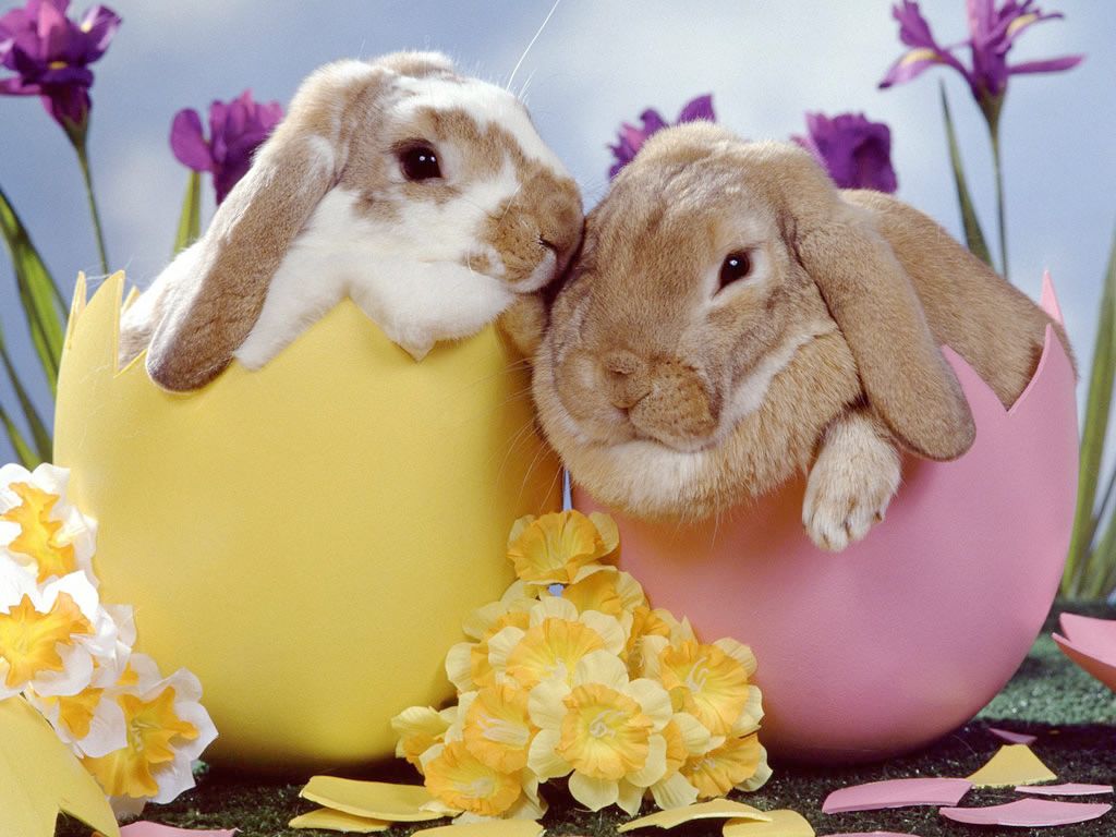 Easter Bunnies Wallpapers