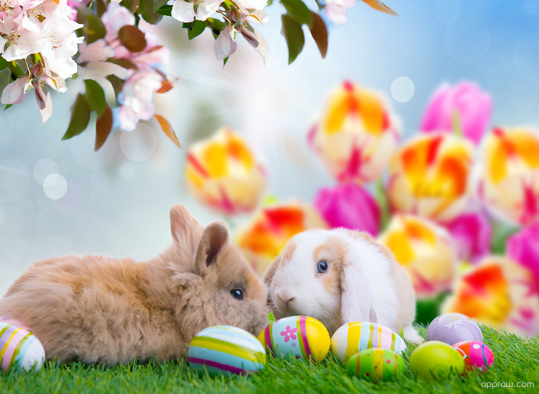 Easter Bunnies Wallpapers