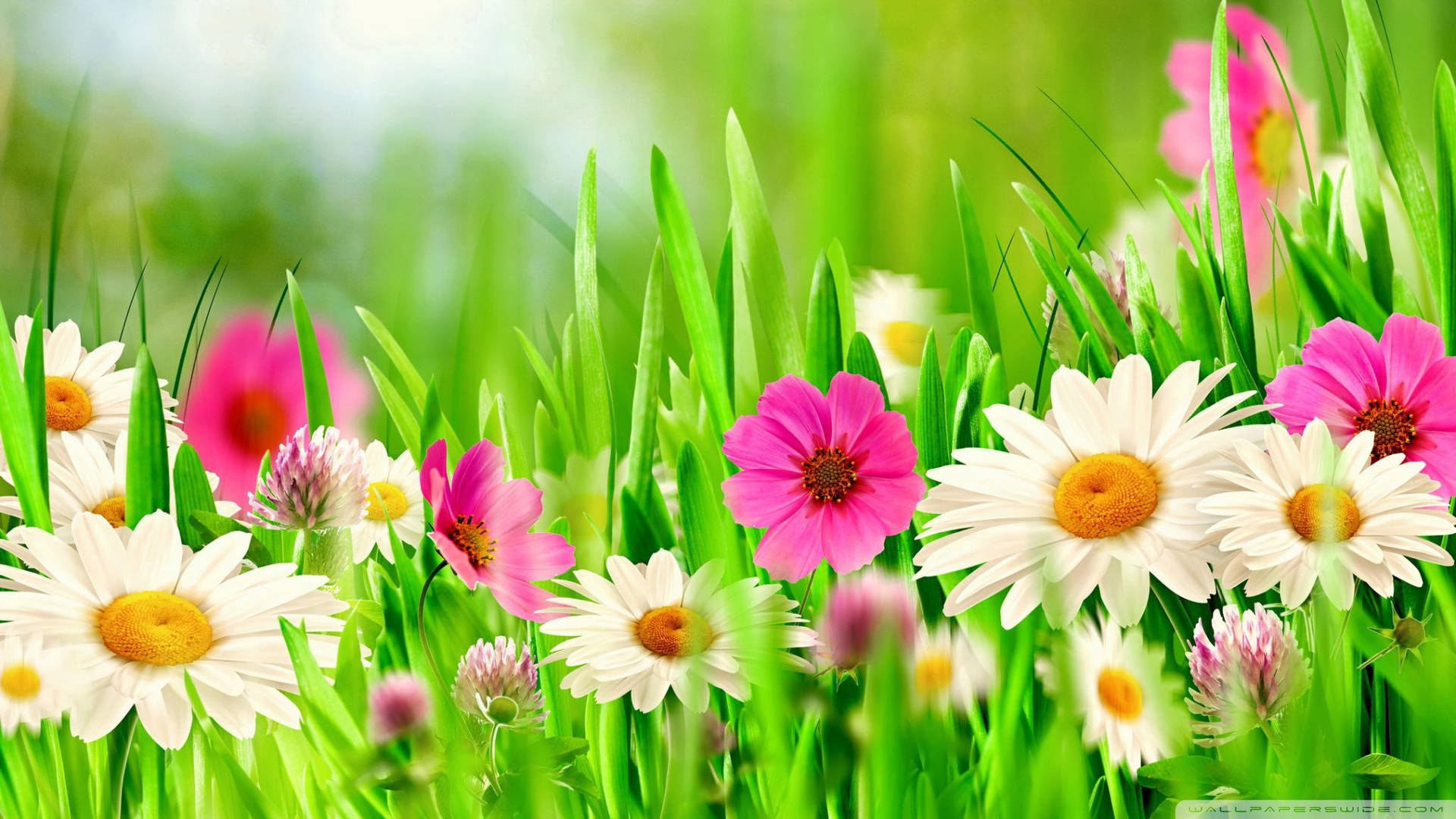 Easter Flowers Wallpapers