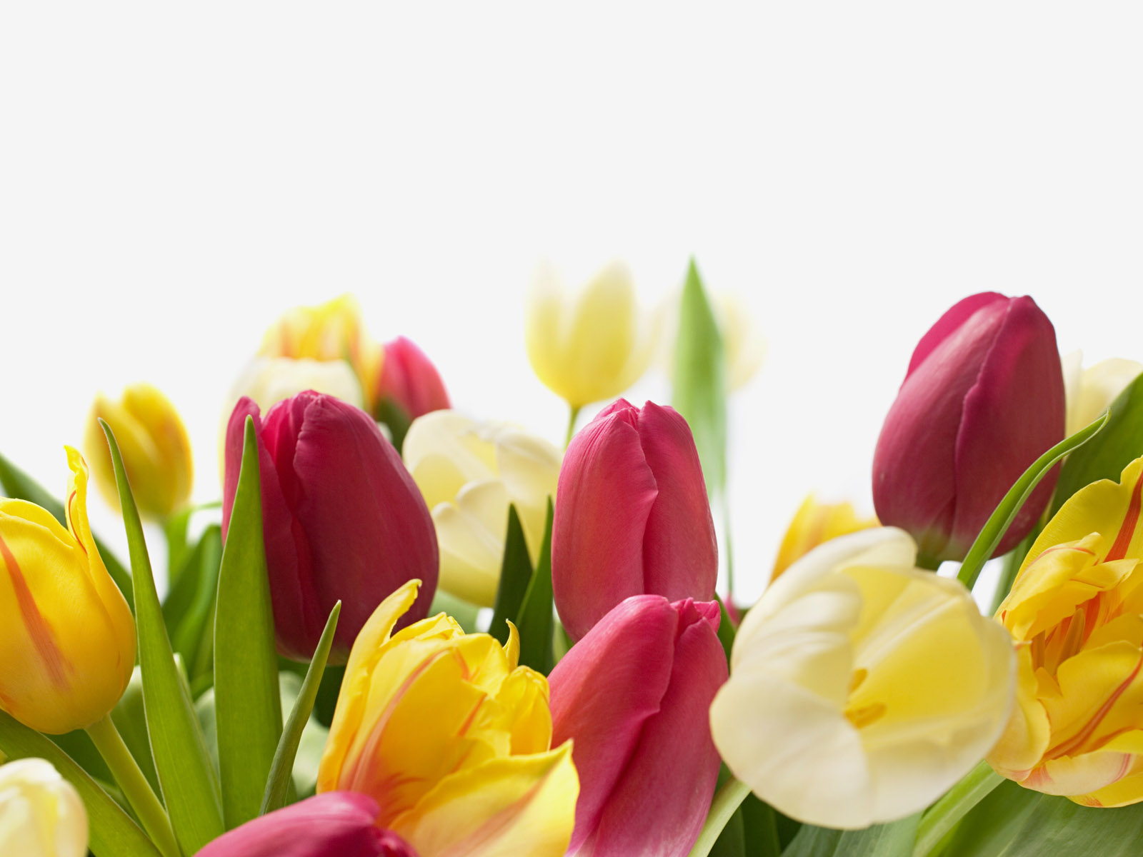 Easter Flowers Wallpapers