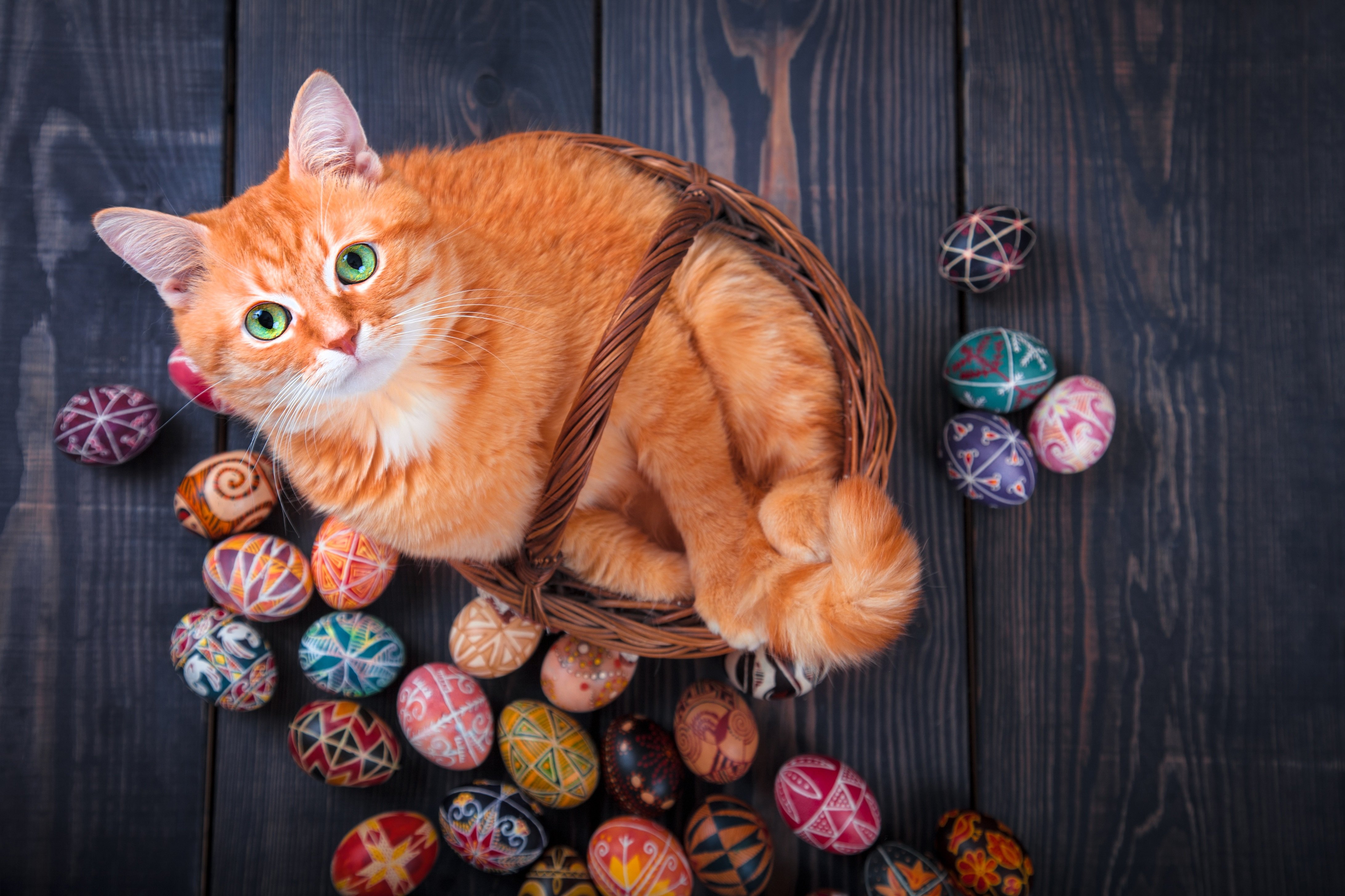 Easter Kittens Wallpapers