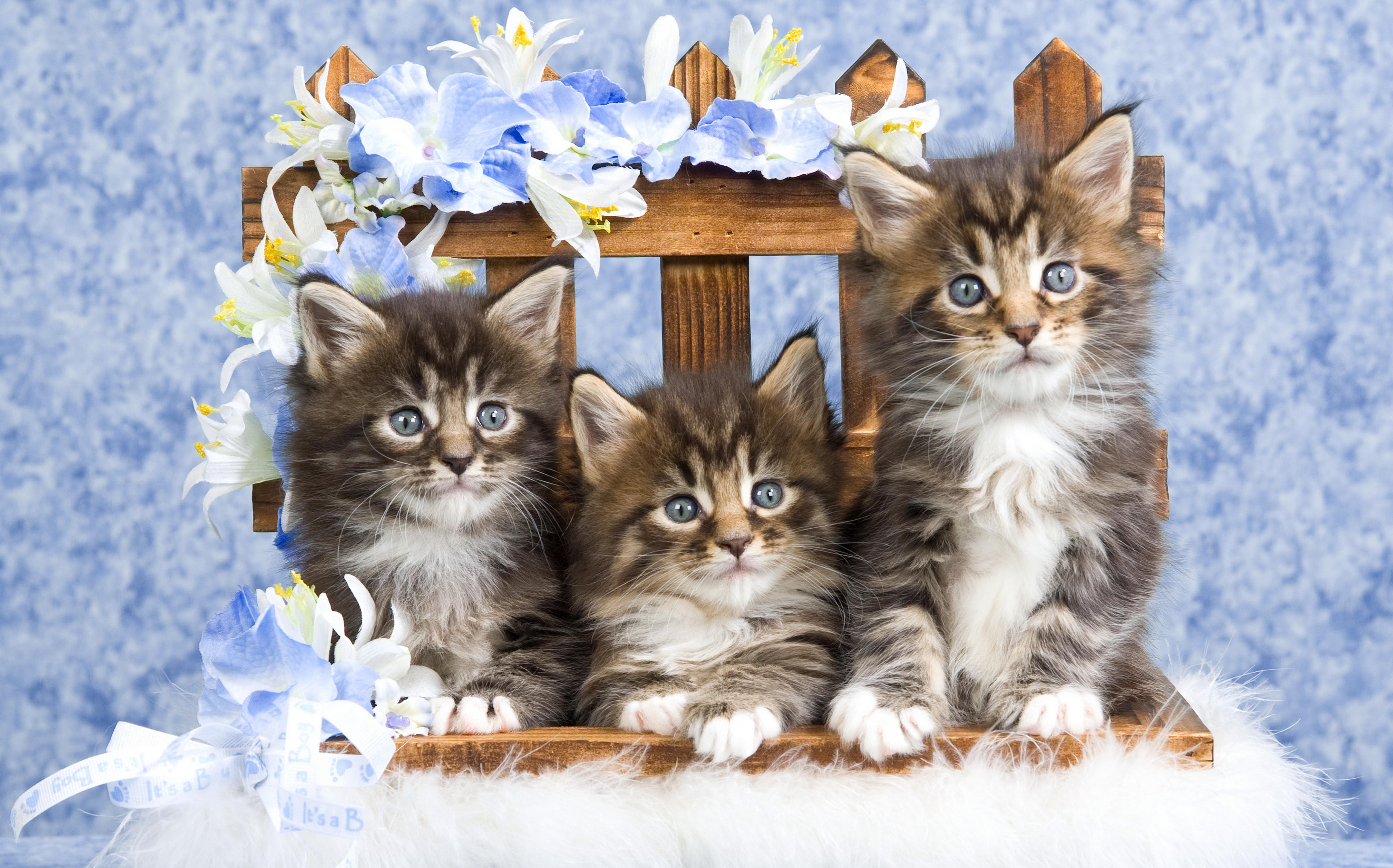 Easter Kittens Wallpapers