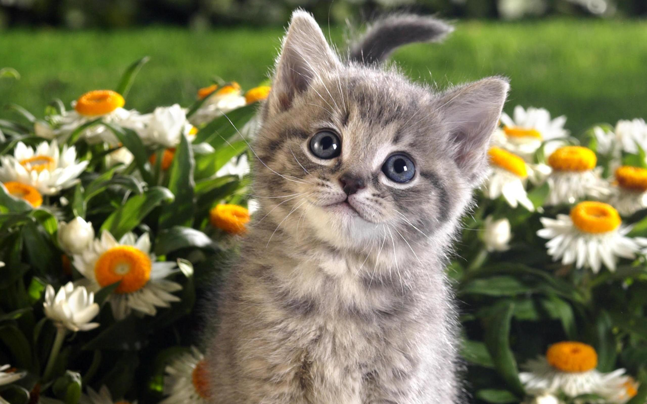 Easter Kittens Wallpapers