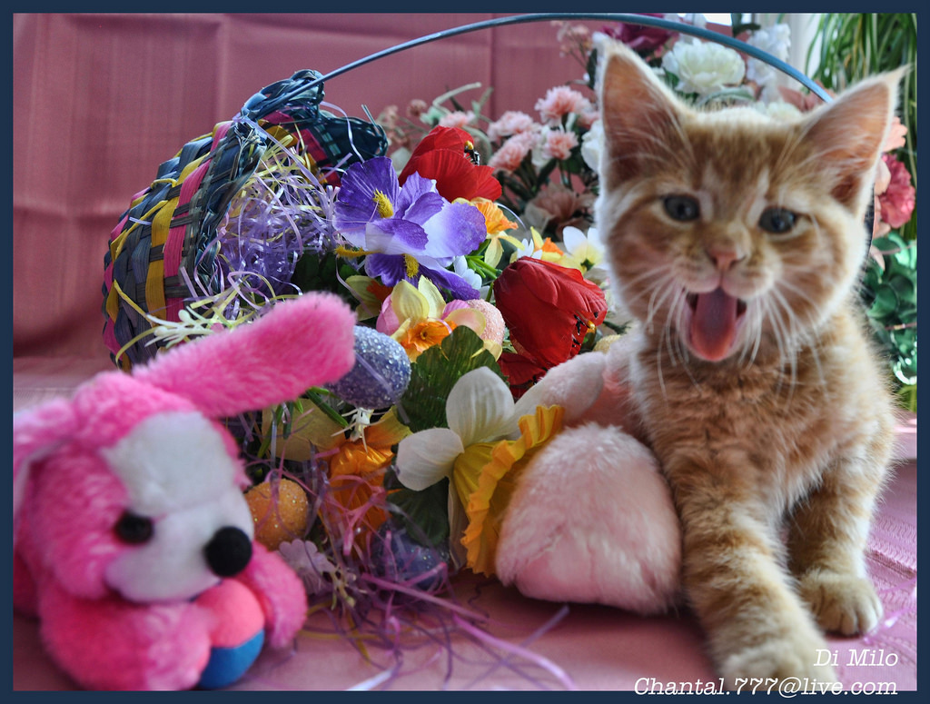 Easter Kittens Wallpapers