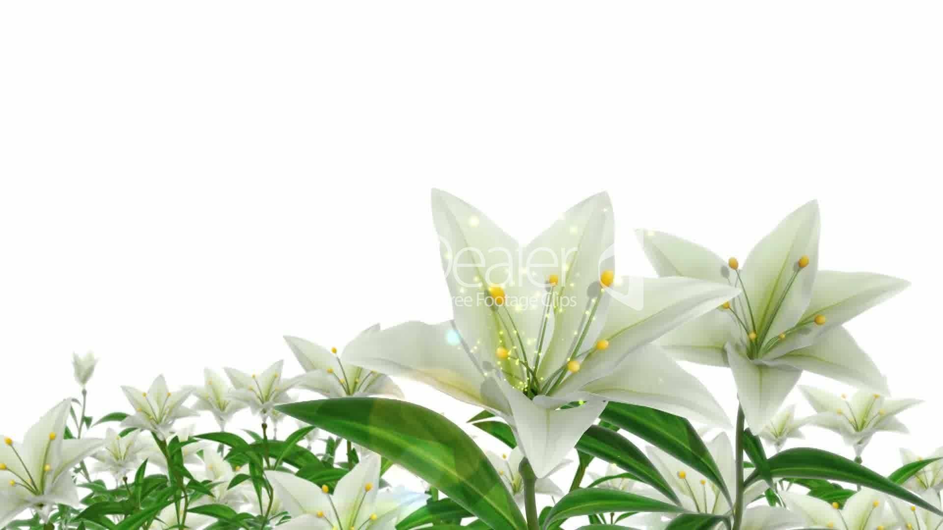 Easter Lily Wallpapers